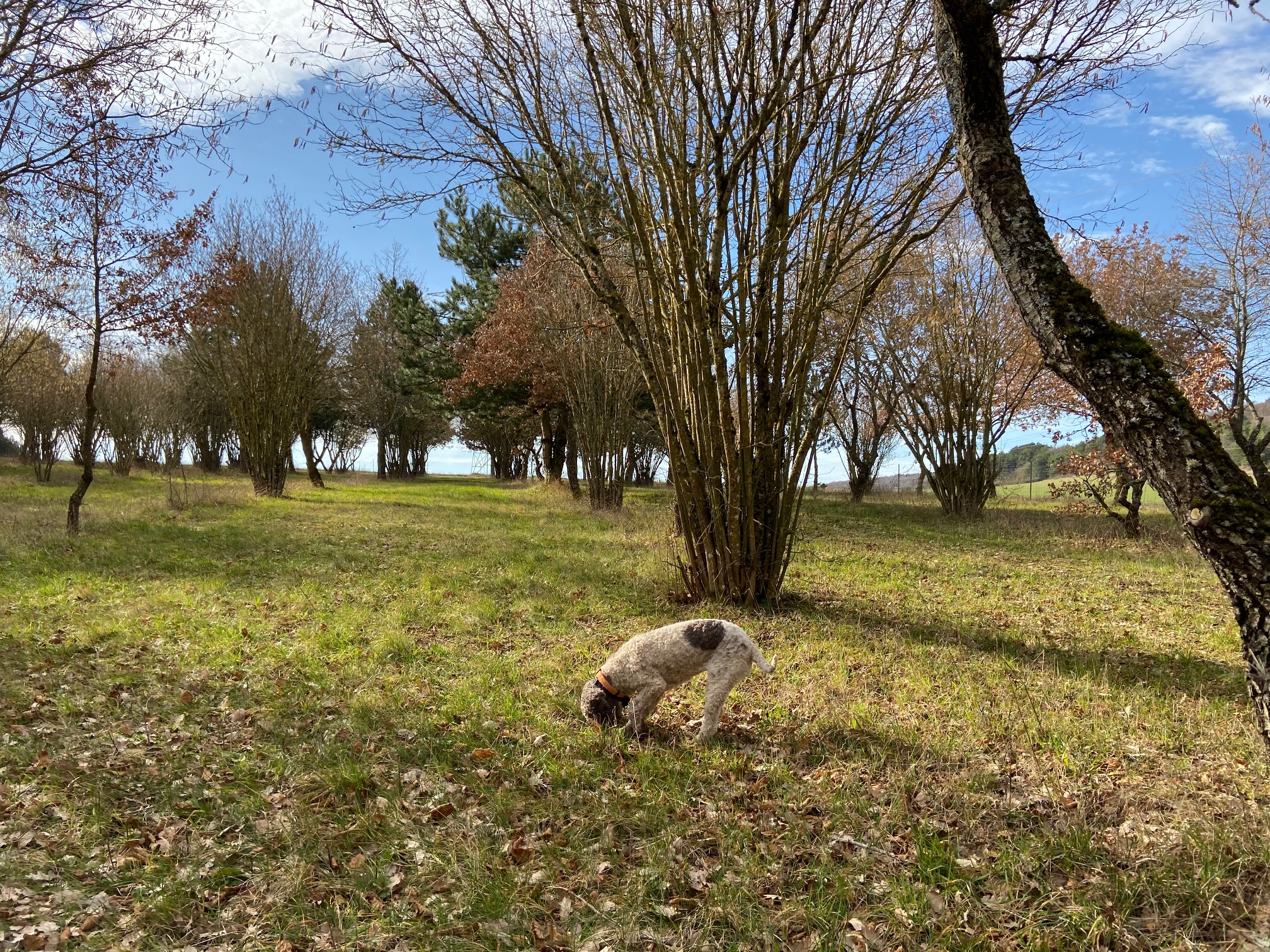 Entre-Deux-Monts, berceau de la Truffe de Bourgogne