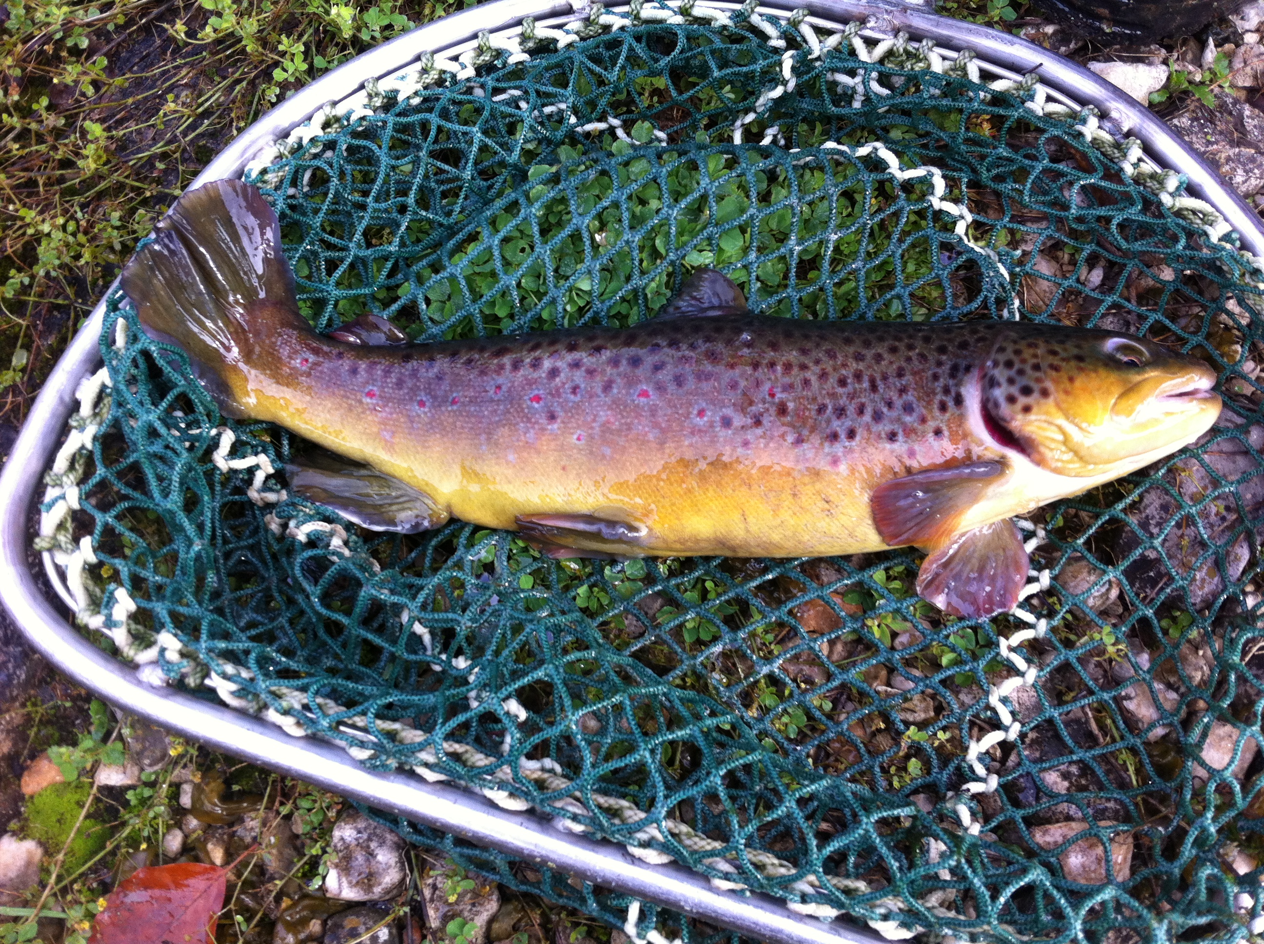 Pisciculture du Moulin de Pierre