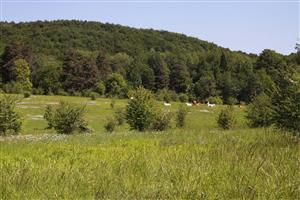 Chantier nature au vallon de Fontenelay