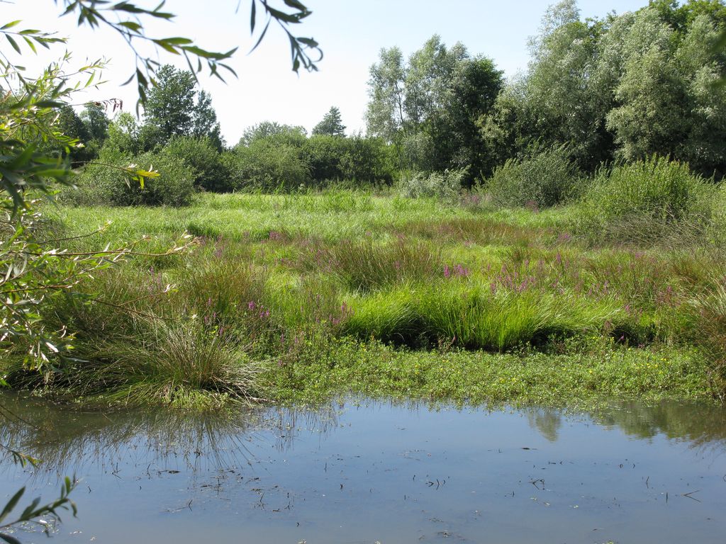 Marais de Montceaux l'Etoile