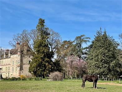 Château et chevaux