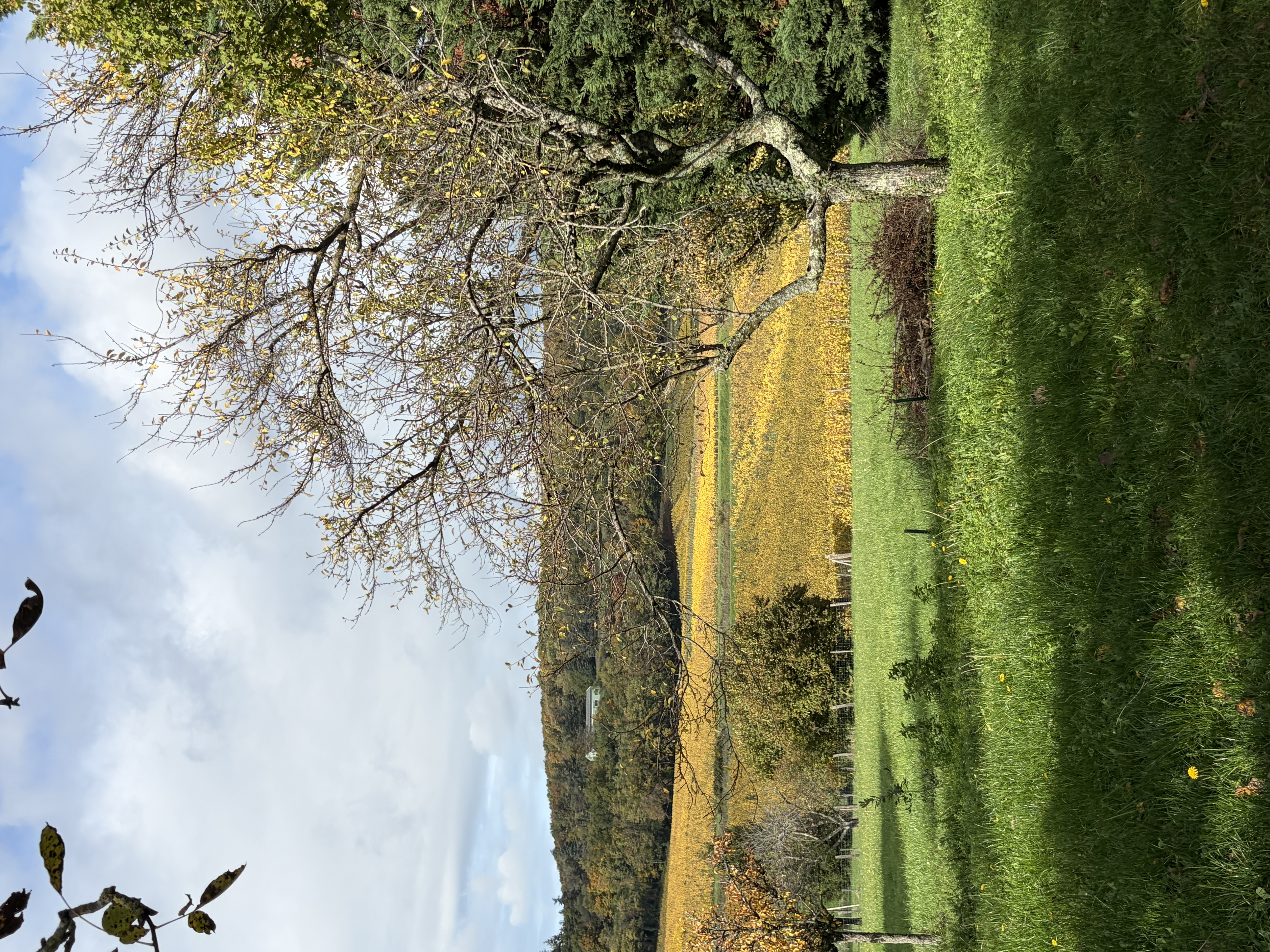 Gîte "L'Arbre du Clergé"