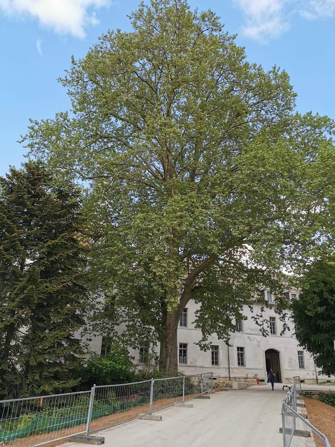L'arbre de la liberté et de la gastronomie