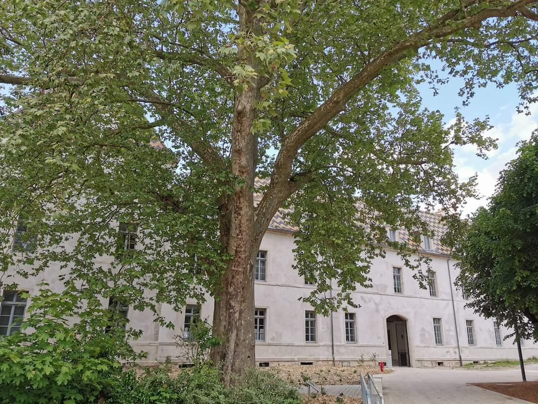 L'arbre de la liberté et de la gastronomie