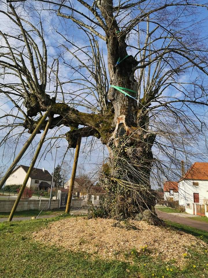  L'arbre de Magny-lès-Aubigny