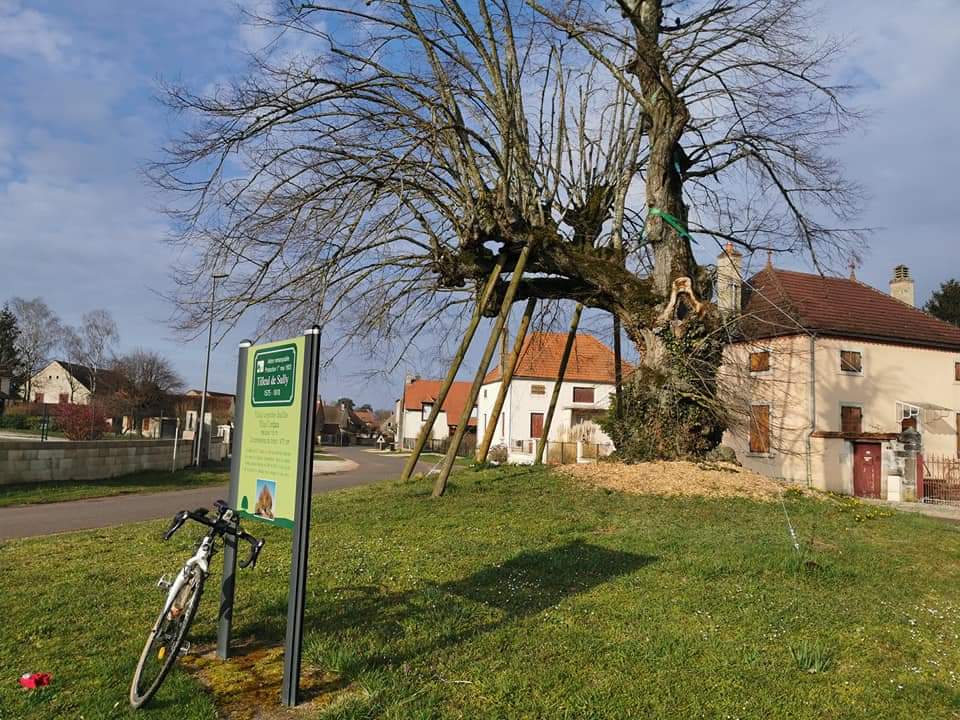  L'arbre de Magny-lès-Aubigny