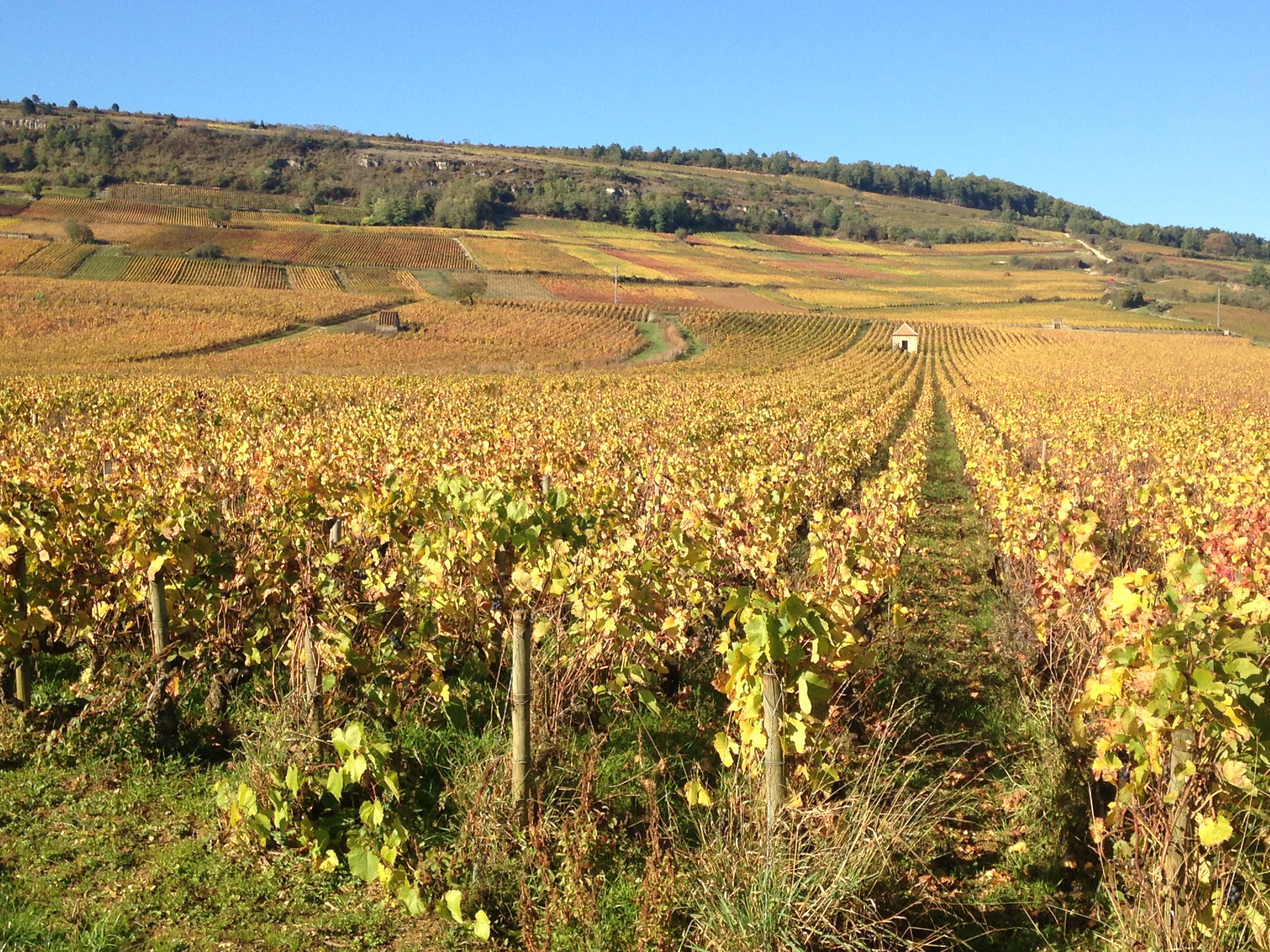 Musée de la vigne et du vin du vigneron