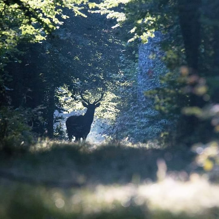 Cerf Châtillonnais
