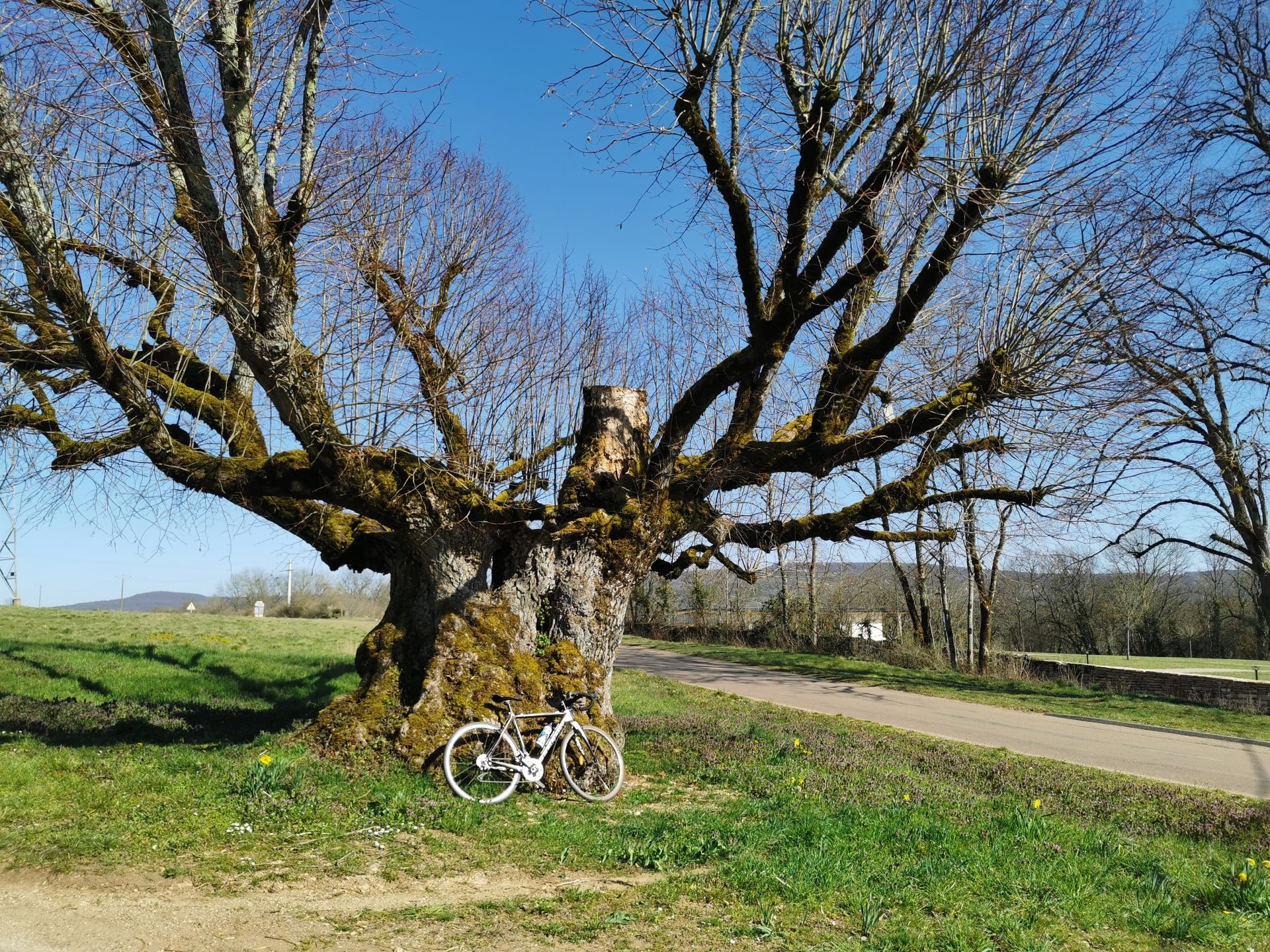 L'arbre âgé d'Agey