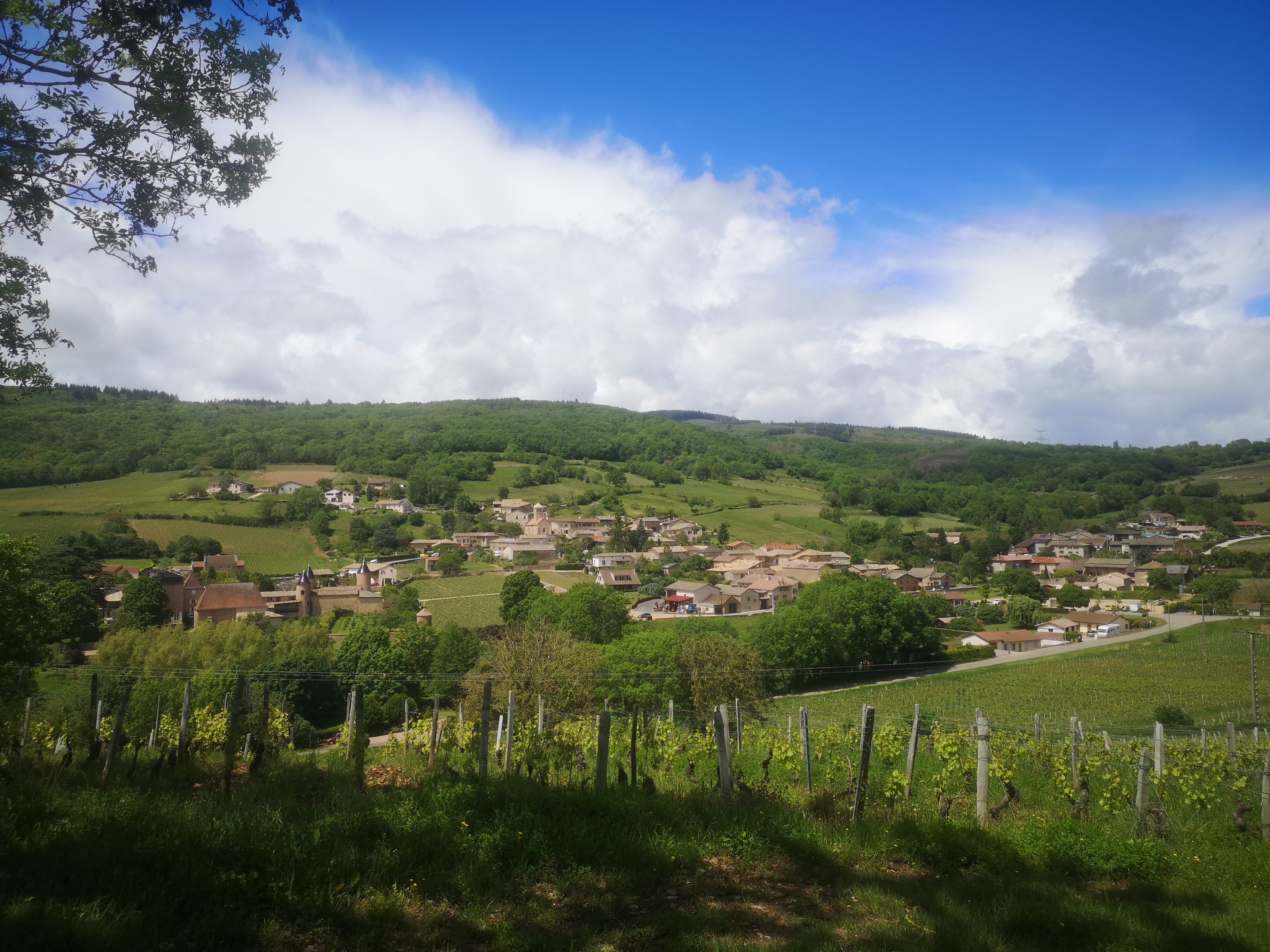 Chasselas