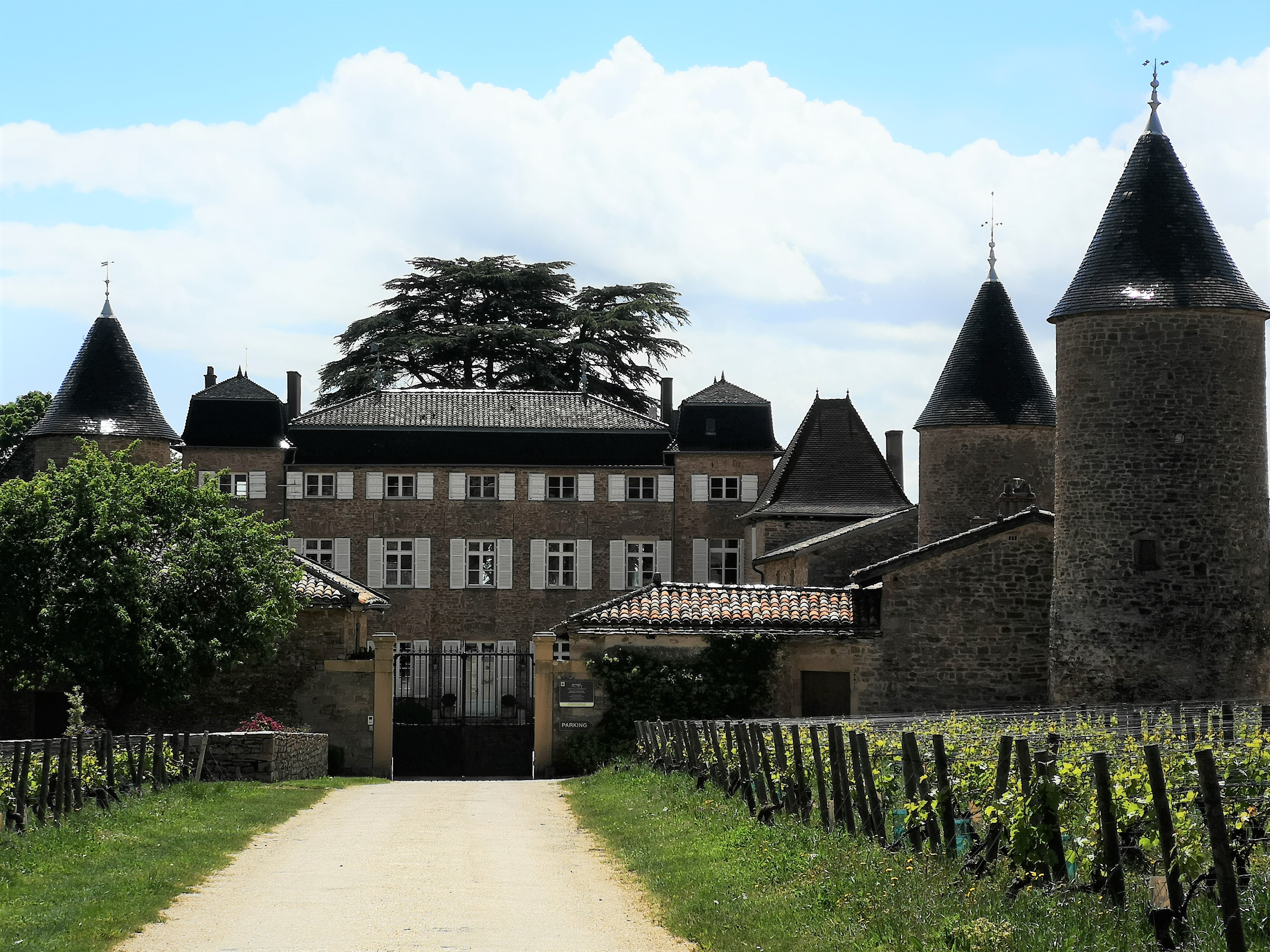 Chasselas