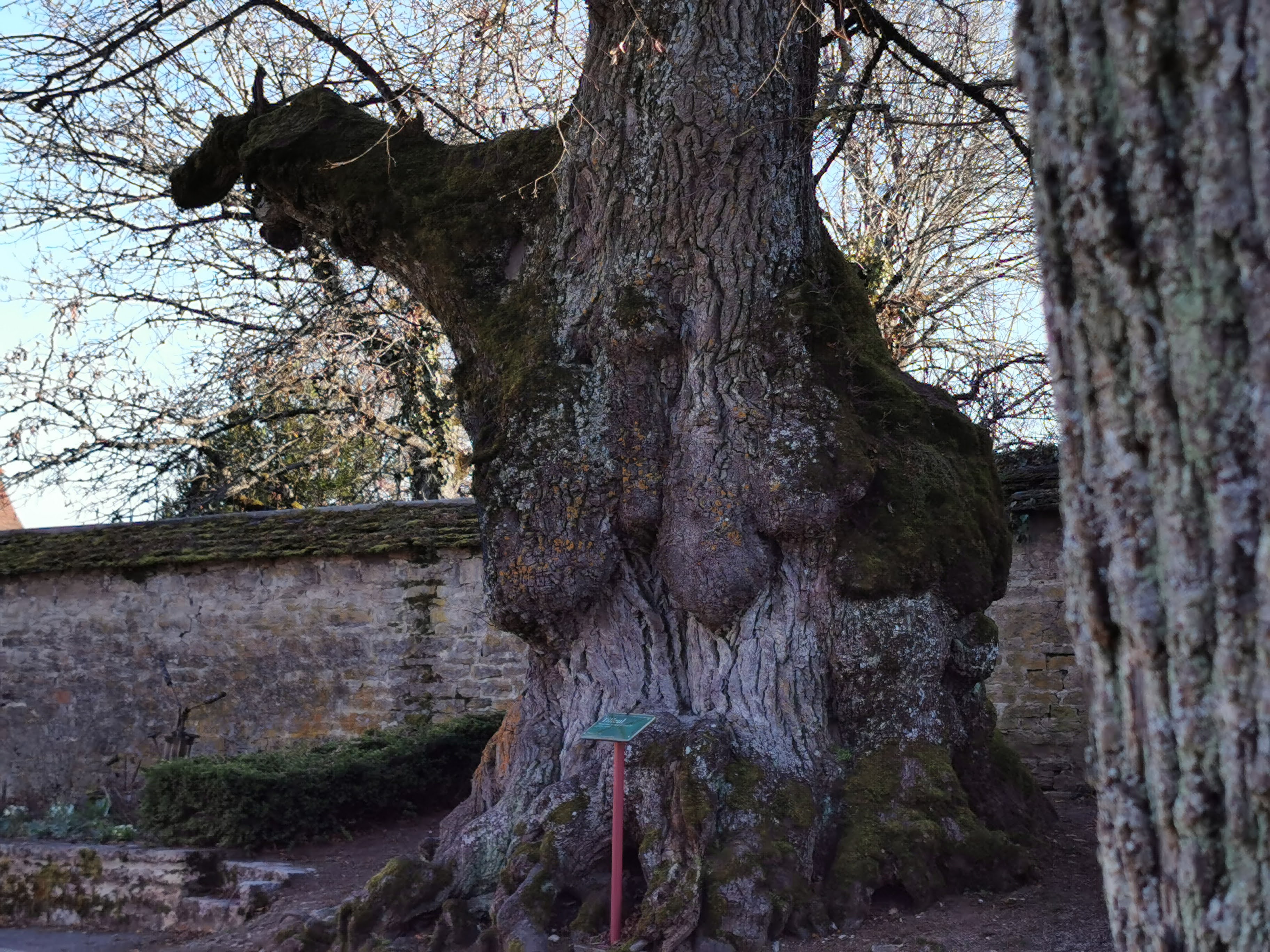 L'arbre de Chambolle-Musigny