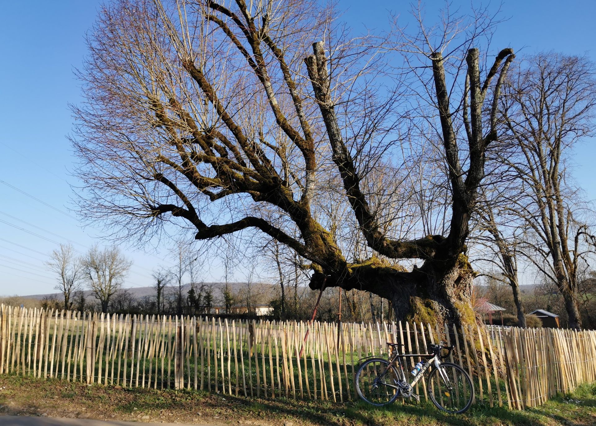 L'arbre âgé d'Agey