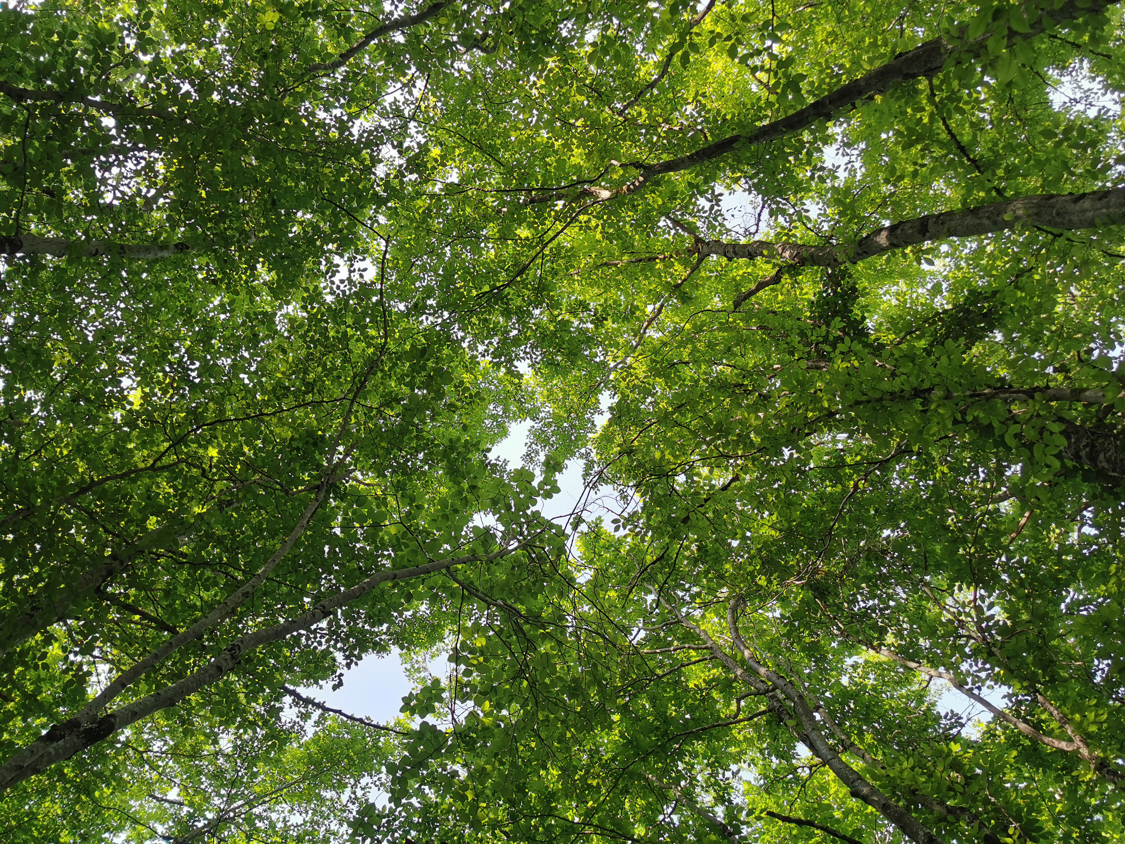 IMG_20220619_095649_light