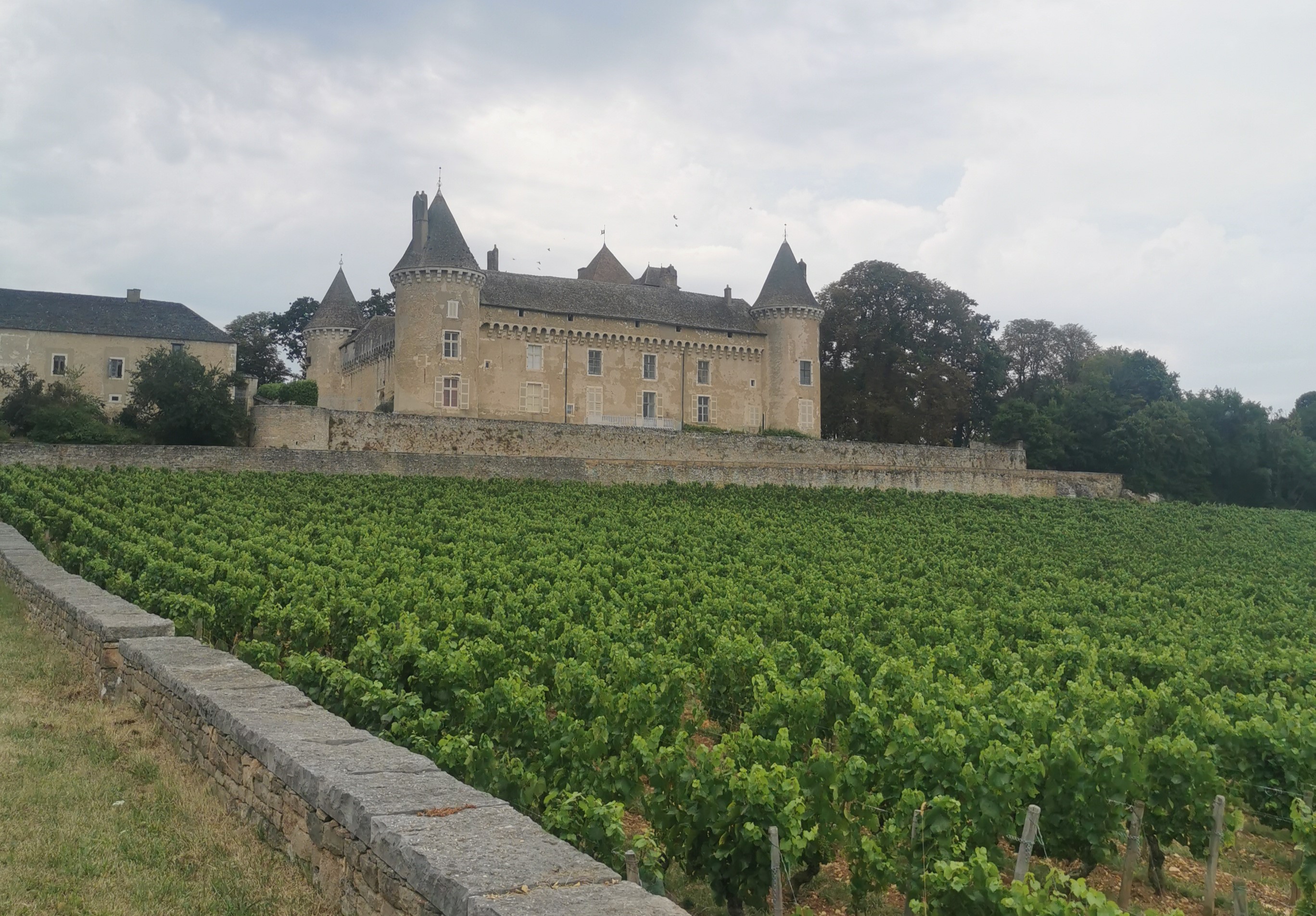 Rully-insolite-training-vignes