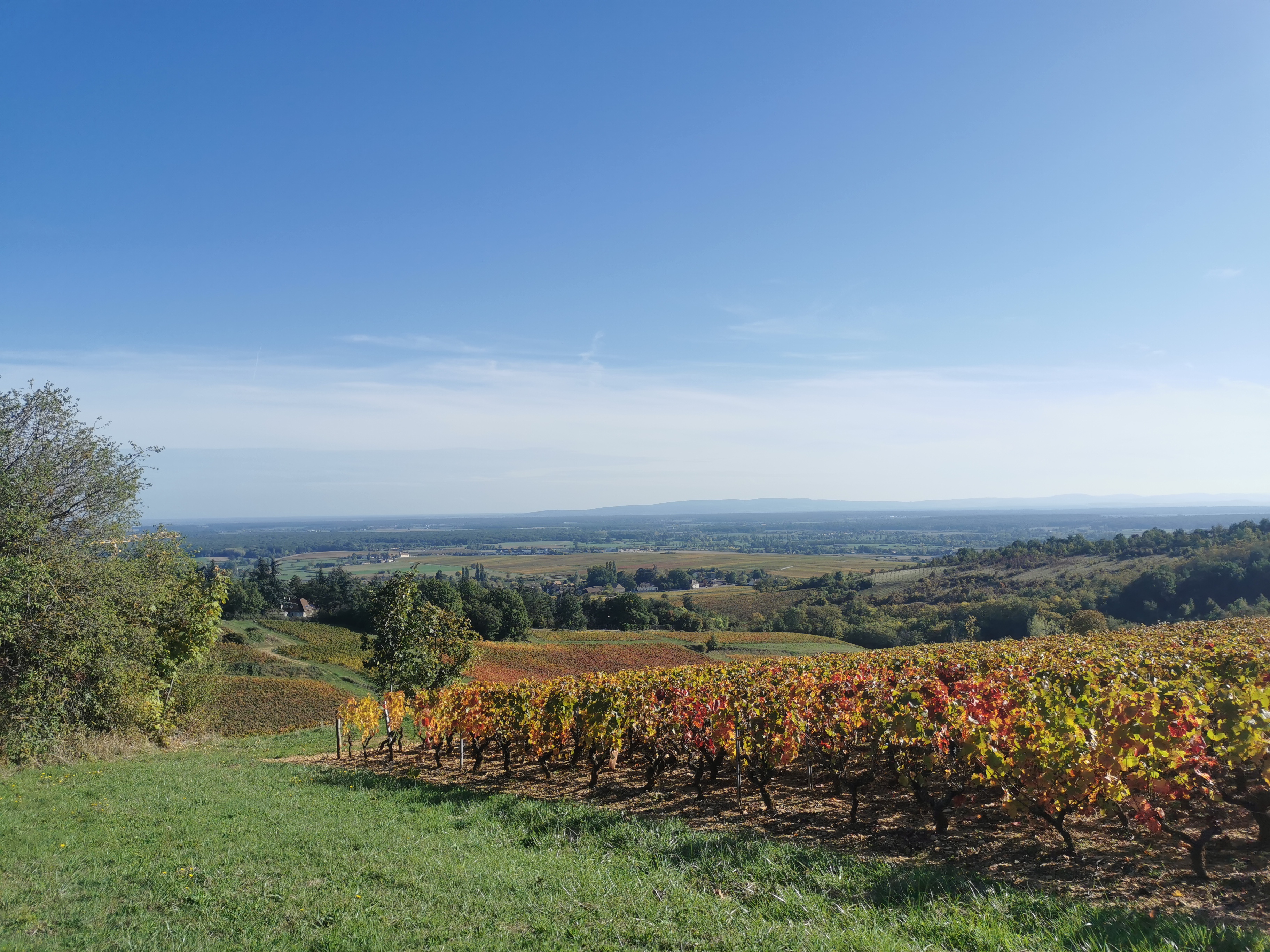 Vignes à Givry