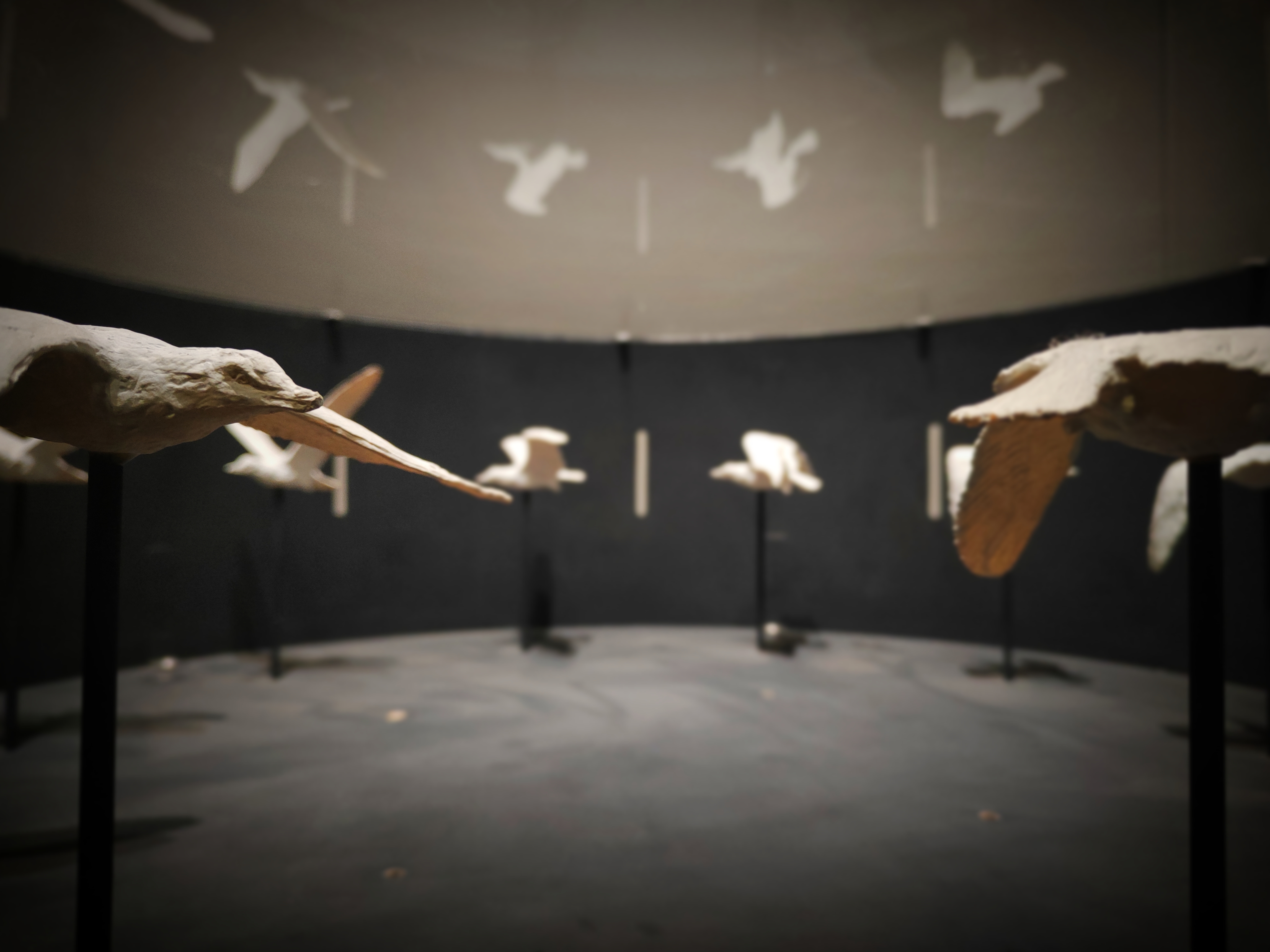 Zootrope - Vol d'un goeland