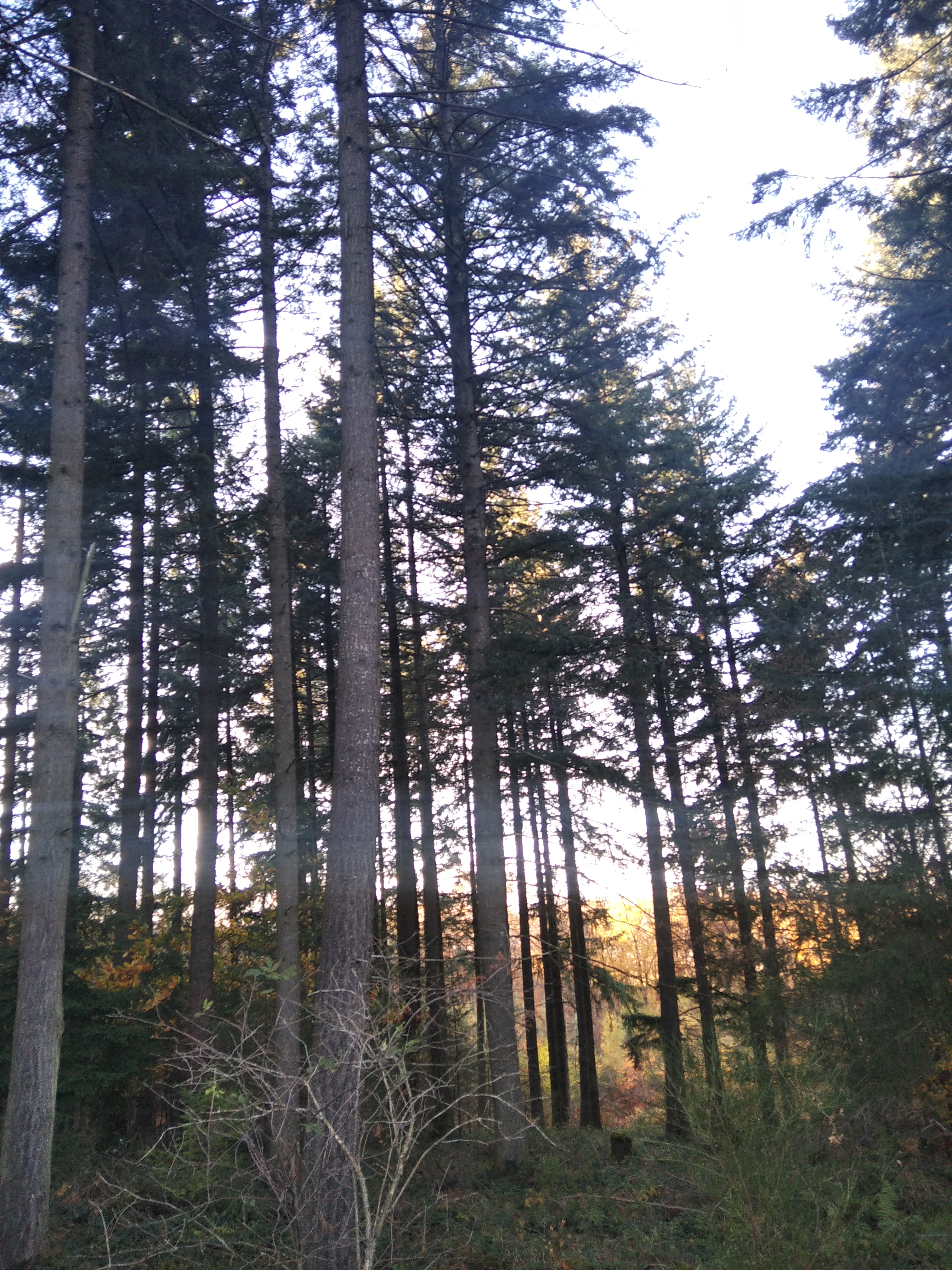 Forêt de douglas