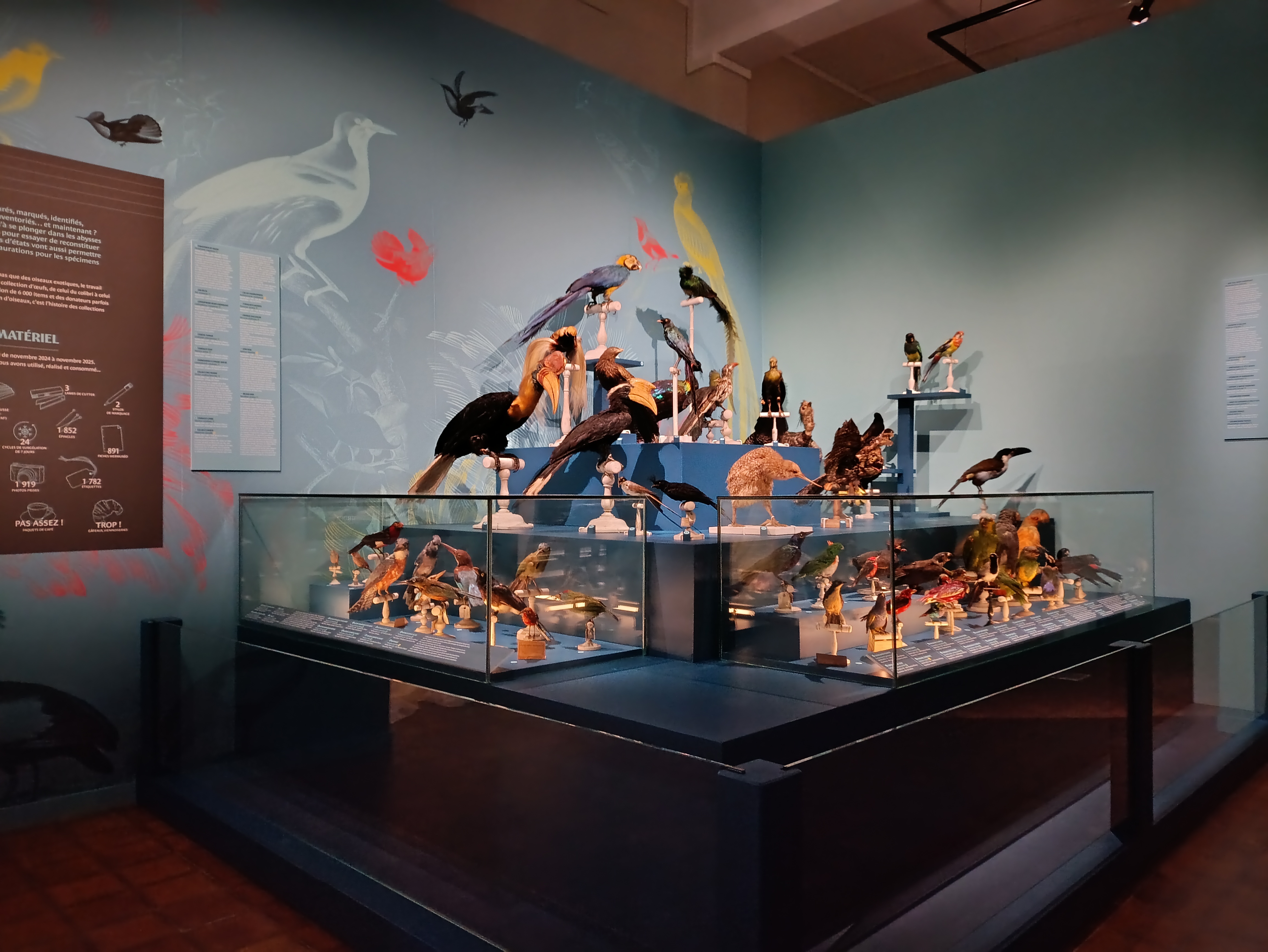 Visite guidée : Drôles d’oiseaux, lumière sur une collection exotique