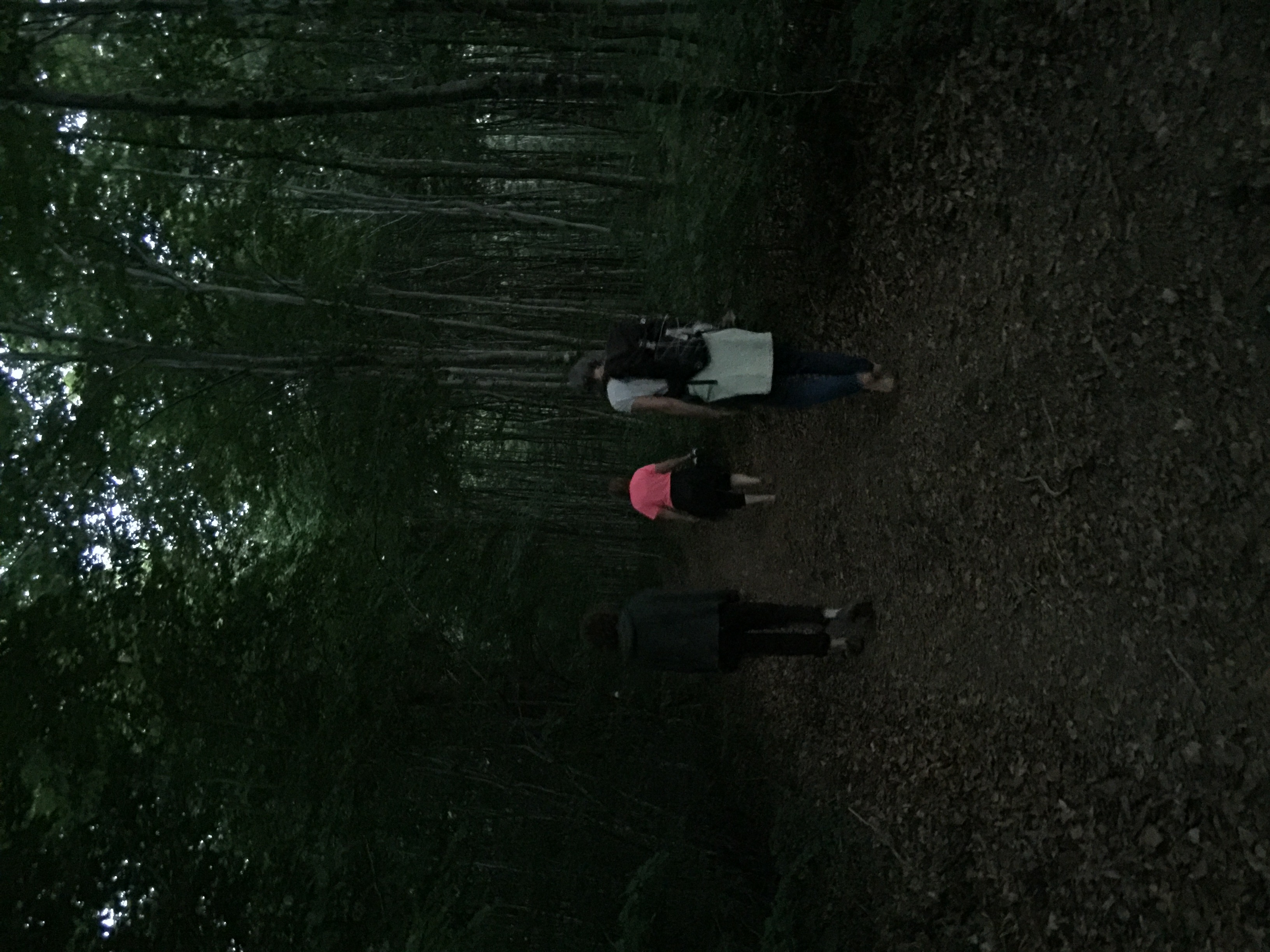 Bain de forêt nocturne