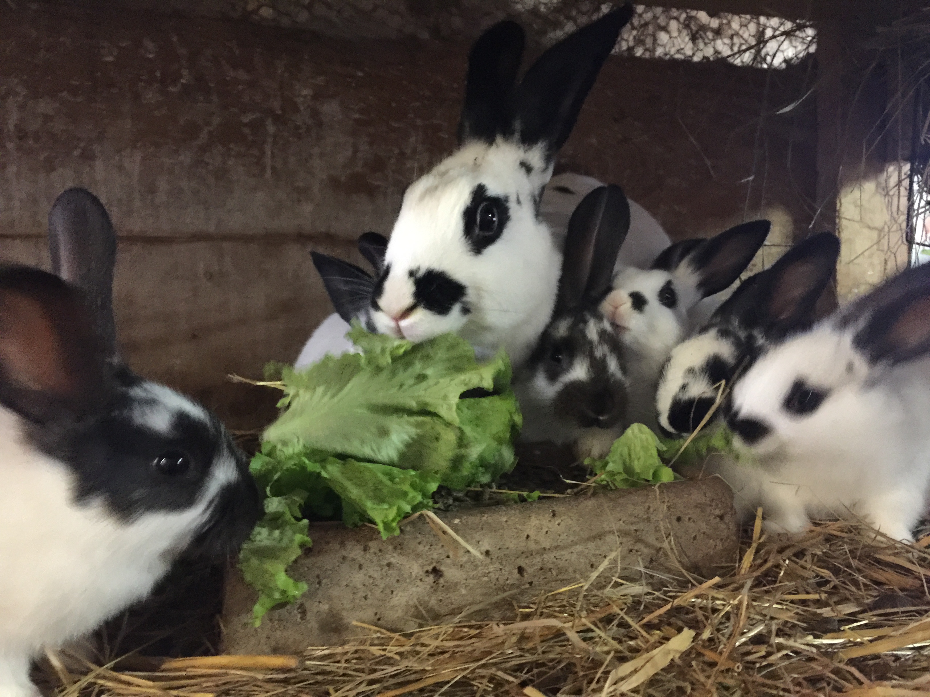 lapins