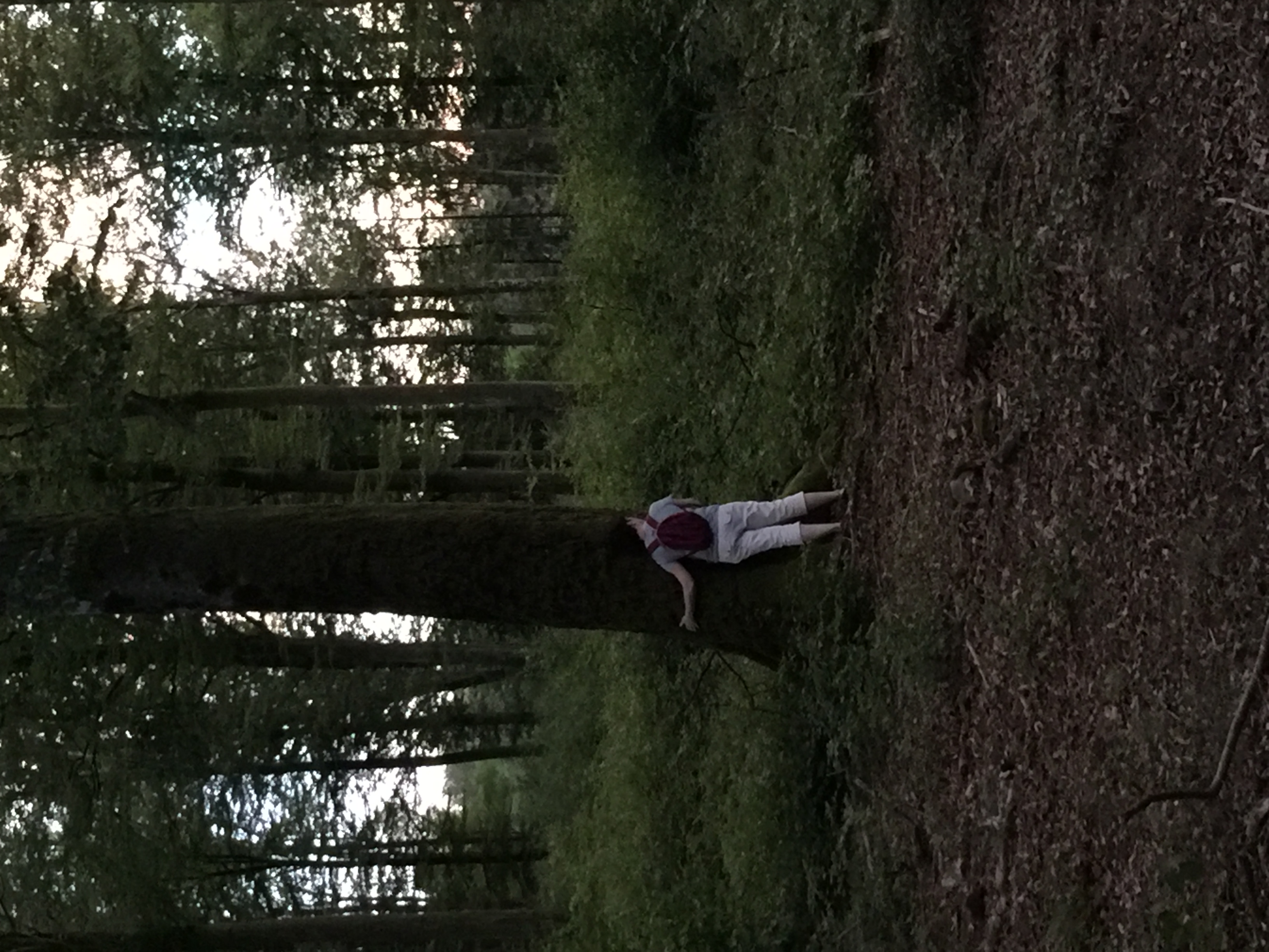 Bain de forêt nocturne