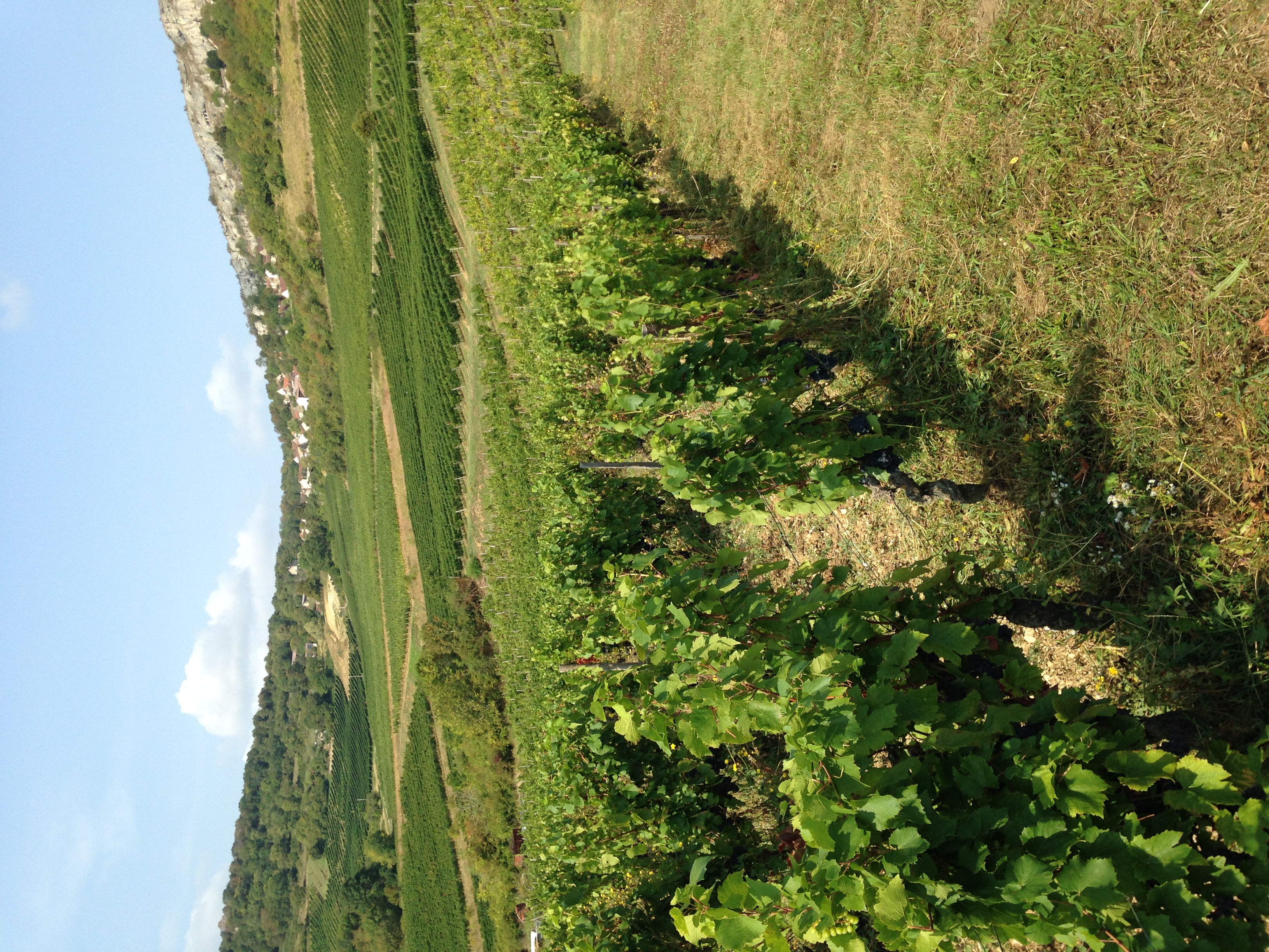 Village Orches