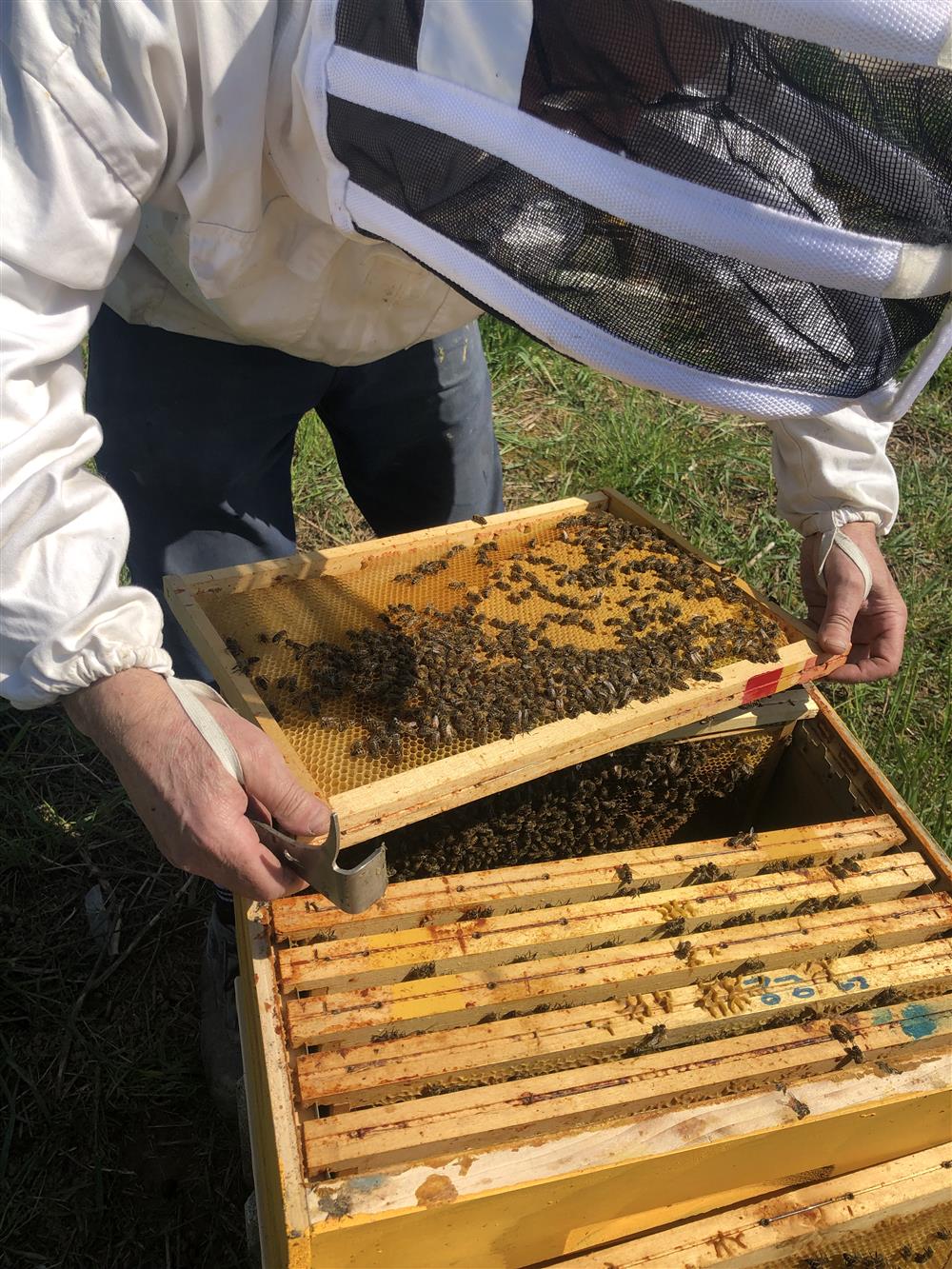 Les Abeilles d'Esprels