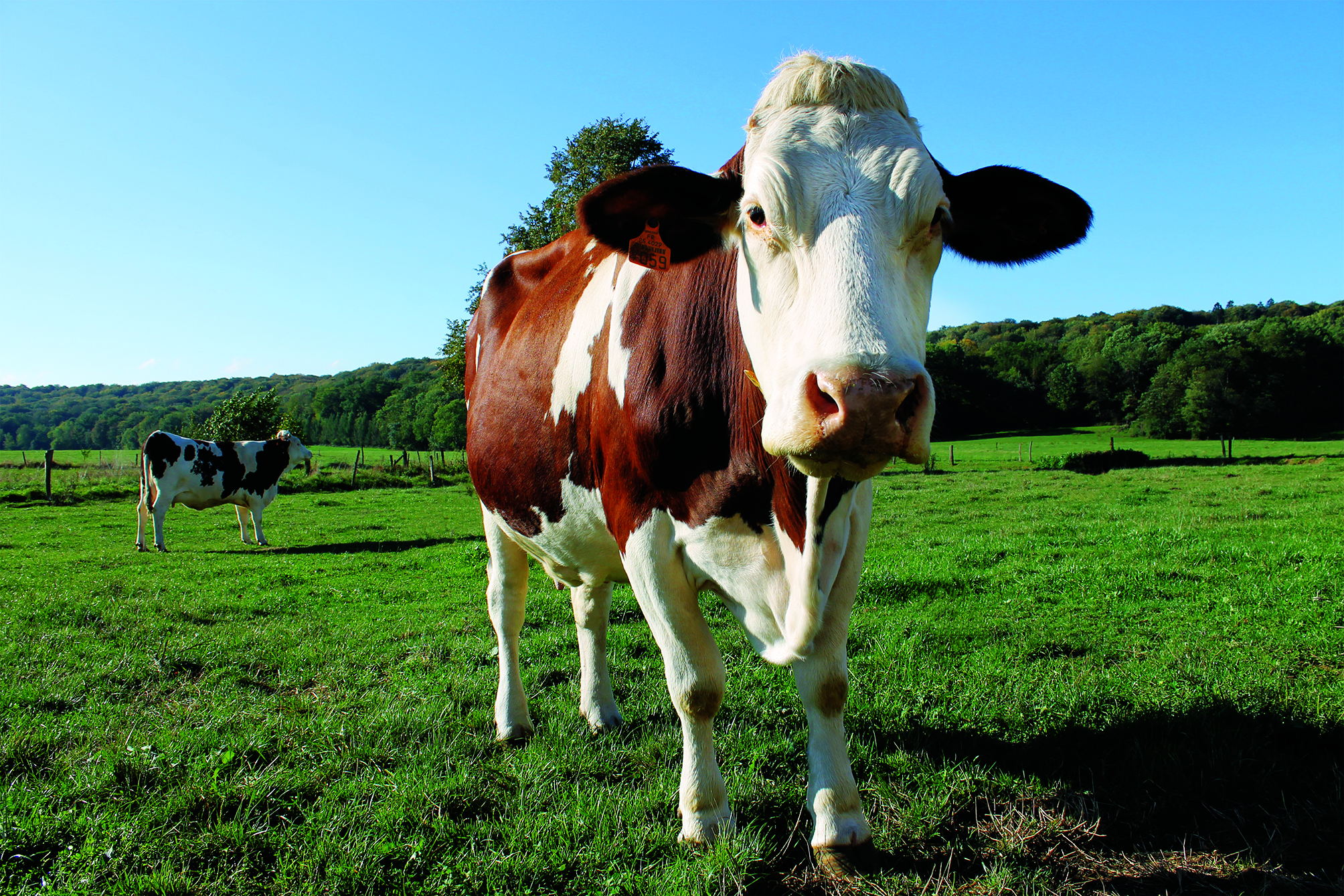 Vache montbéliarde