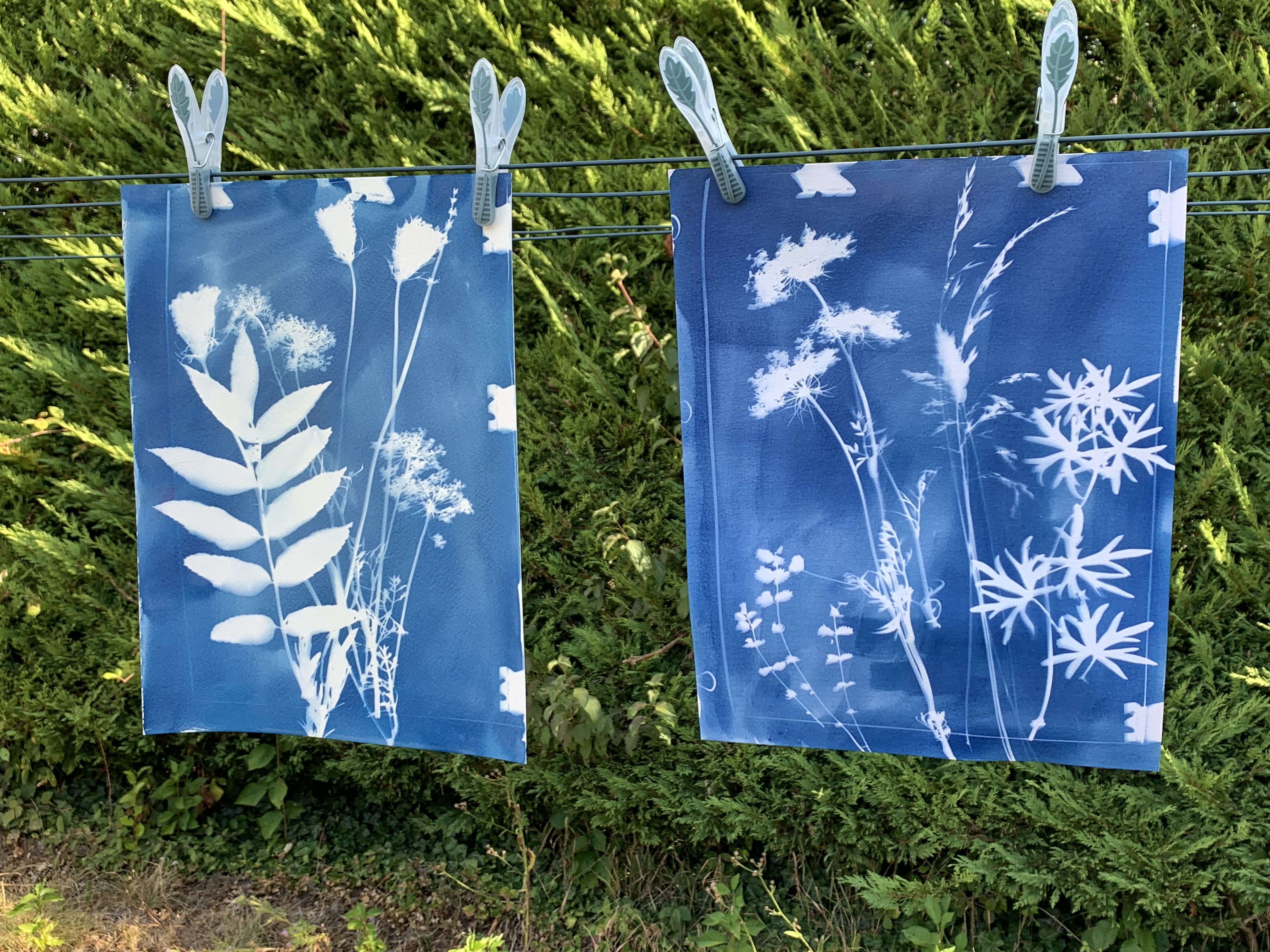 cyanotype