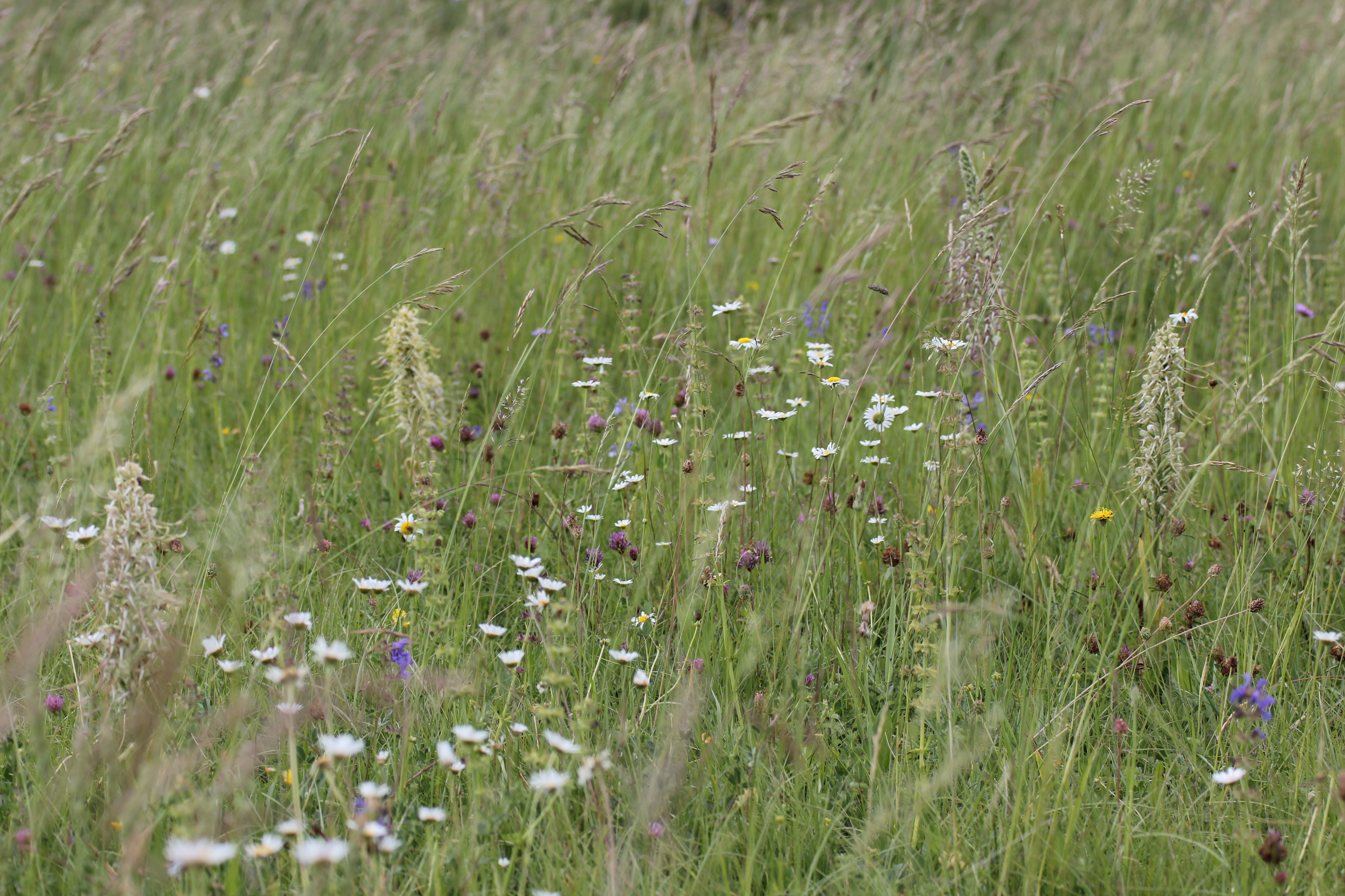 Pelouse à orchidées