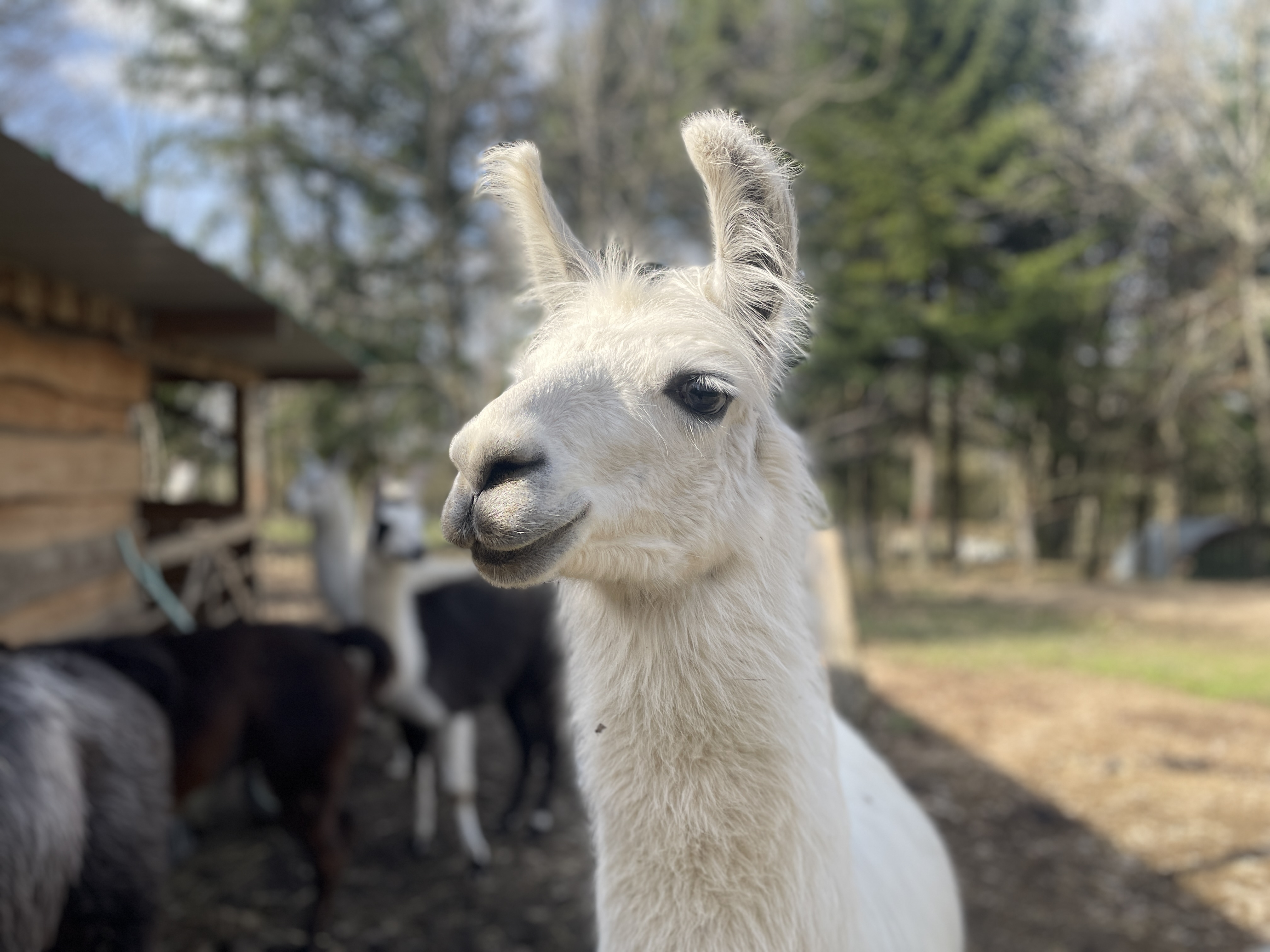 Vacances D'été à Lama Loisirs, Mamirolle - photo 4
