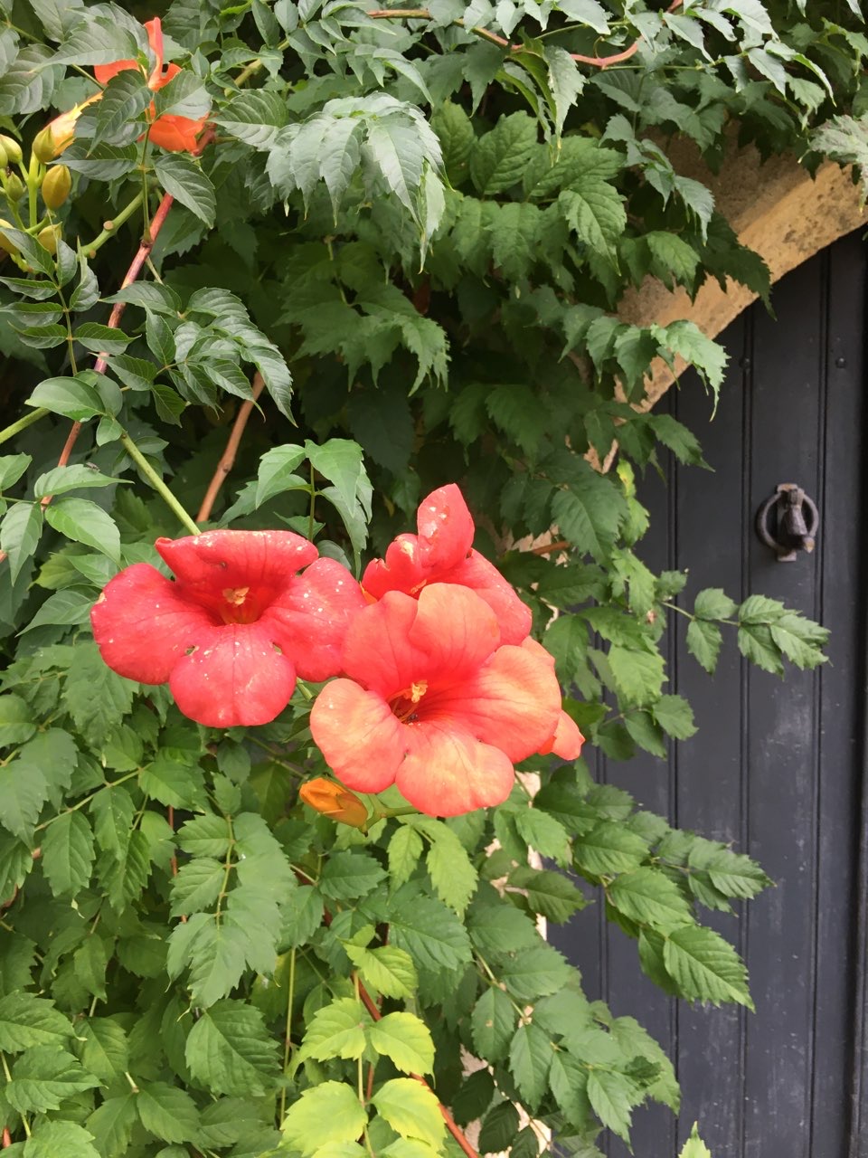 Chèvrerie de la Marsotte