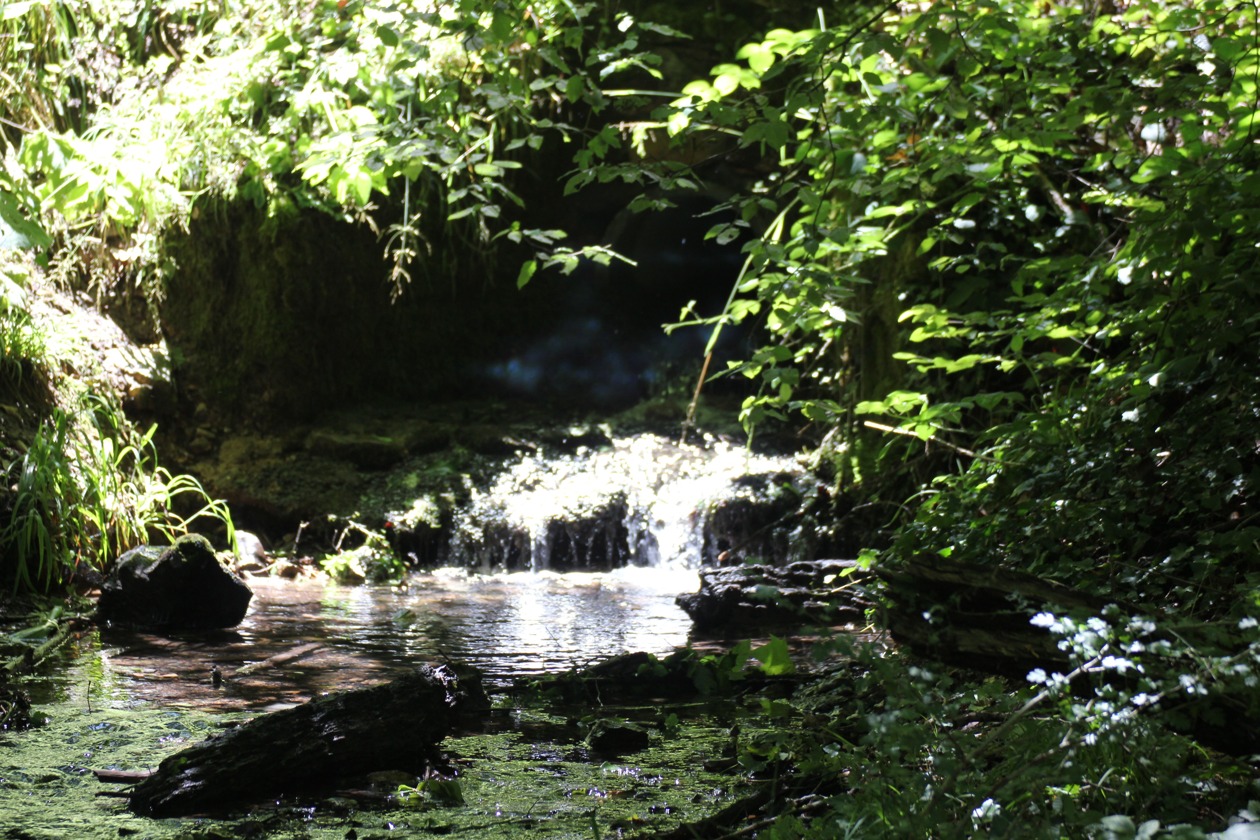 La forêt protège l'eau