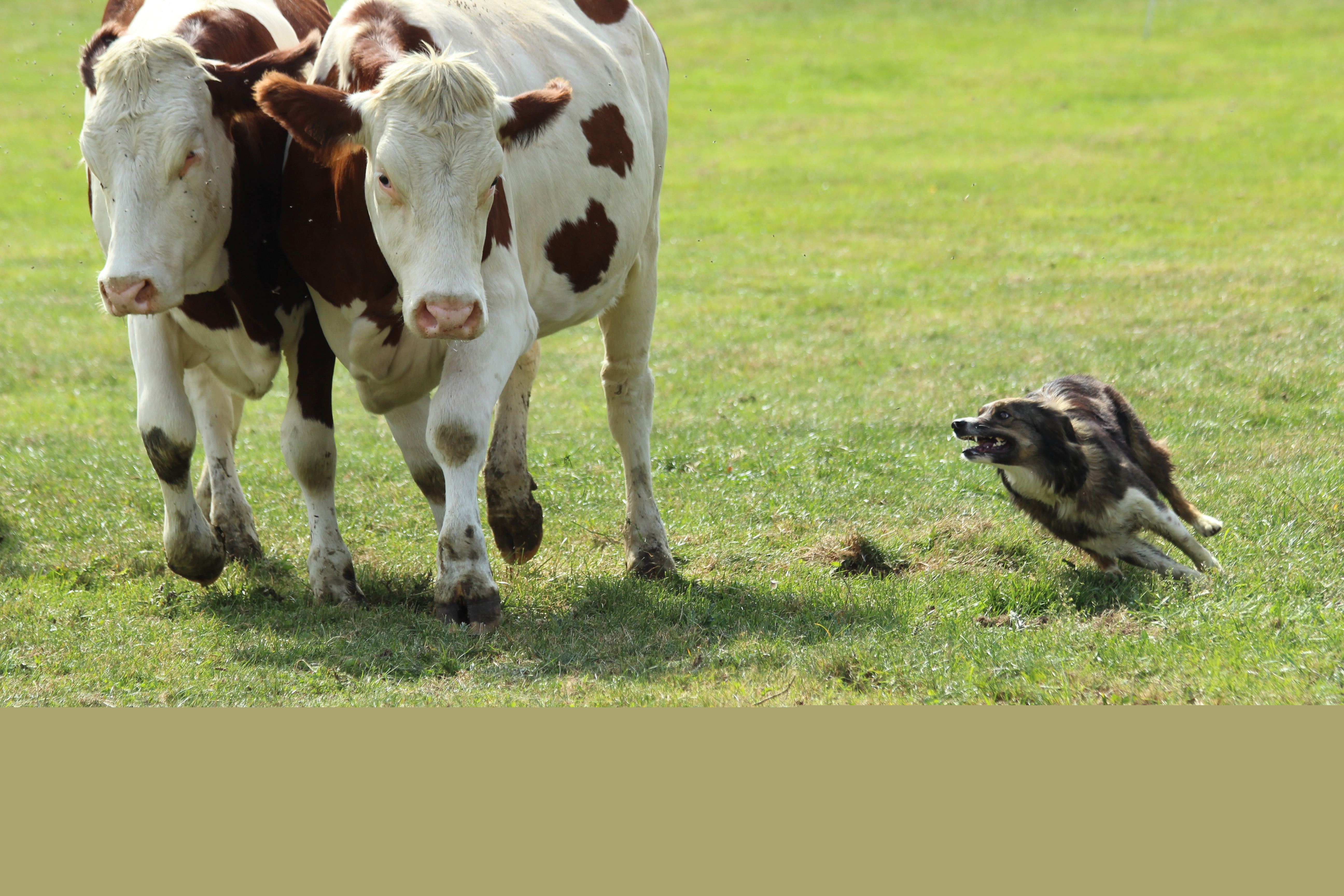 Championnat de France chiens de troupeau sur bovins
