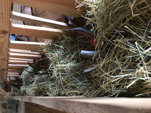 Chèvrerie de la Marsotte