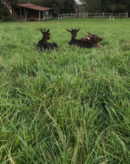 Chèvrerie de la Marsotte