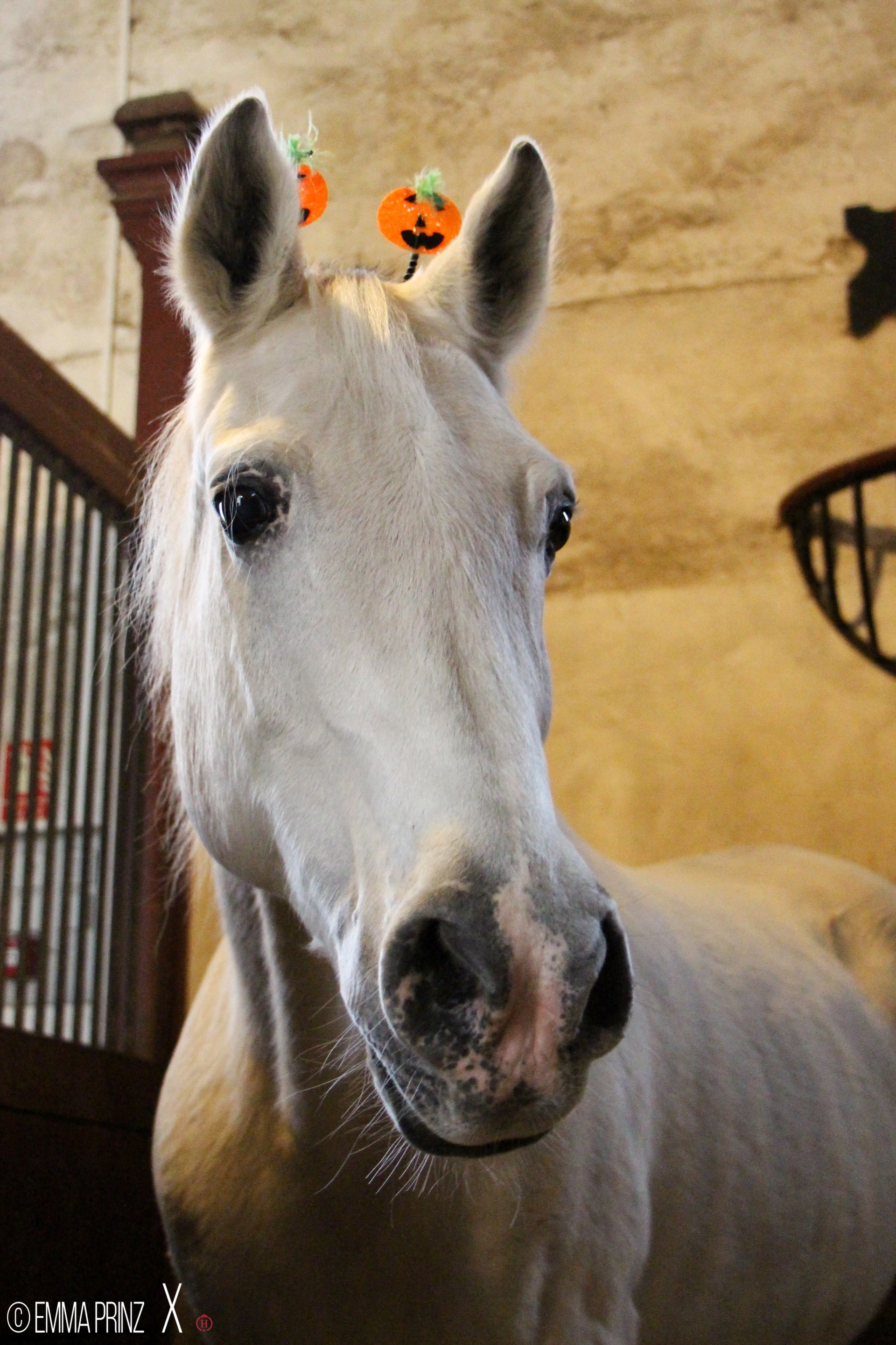 Halloween au Haras de Cluny