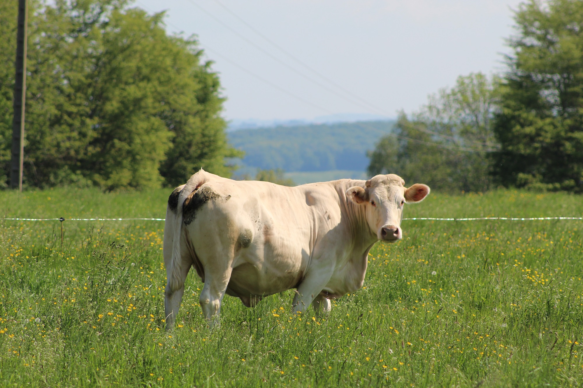 Vache charolaise