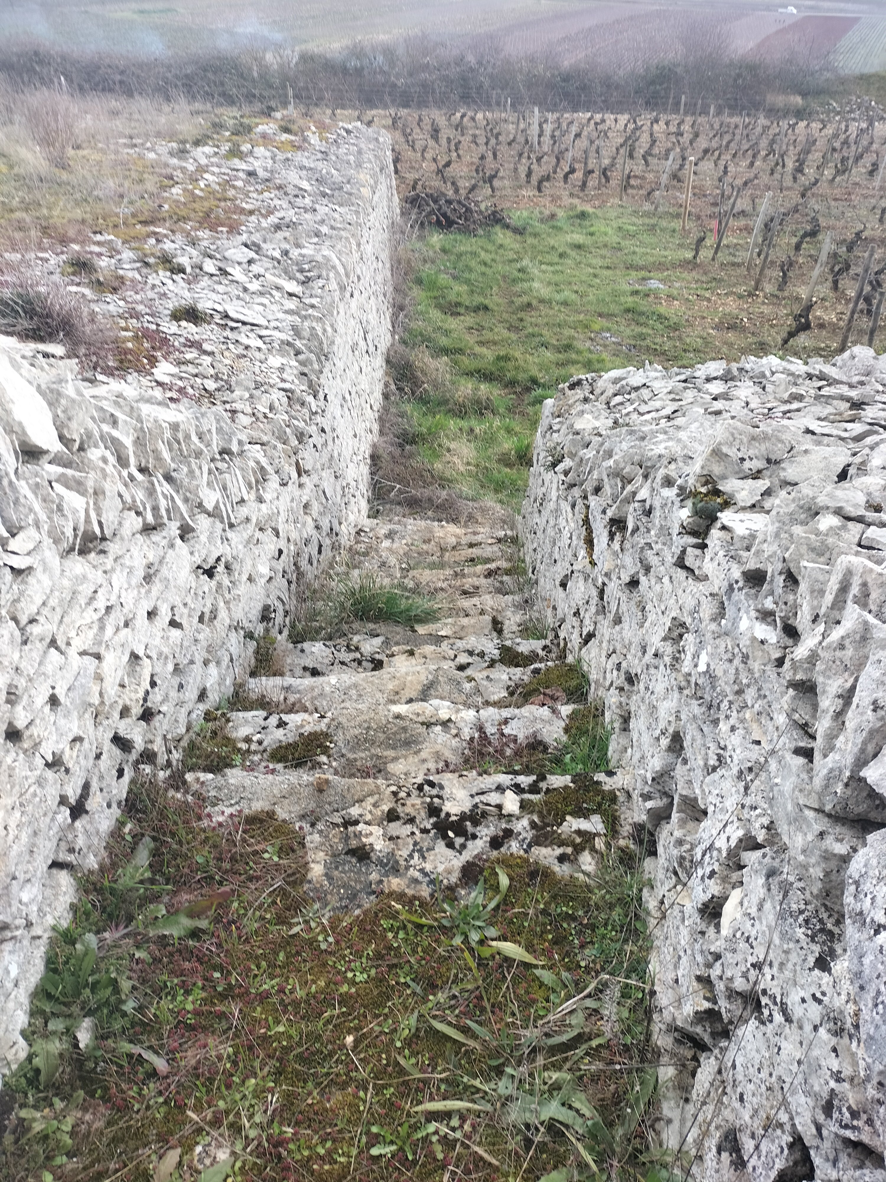 cachés dans nos vignobles