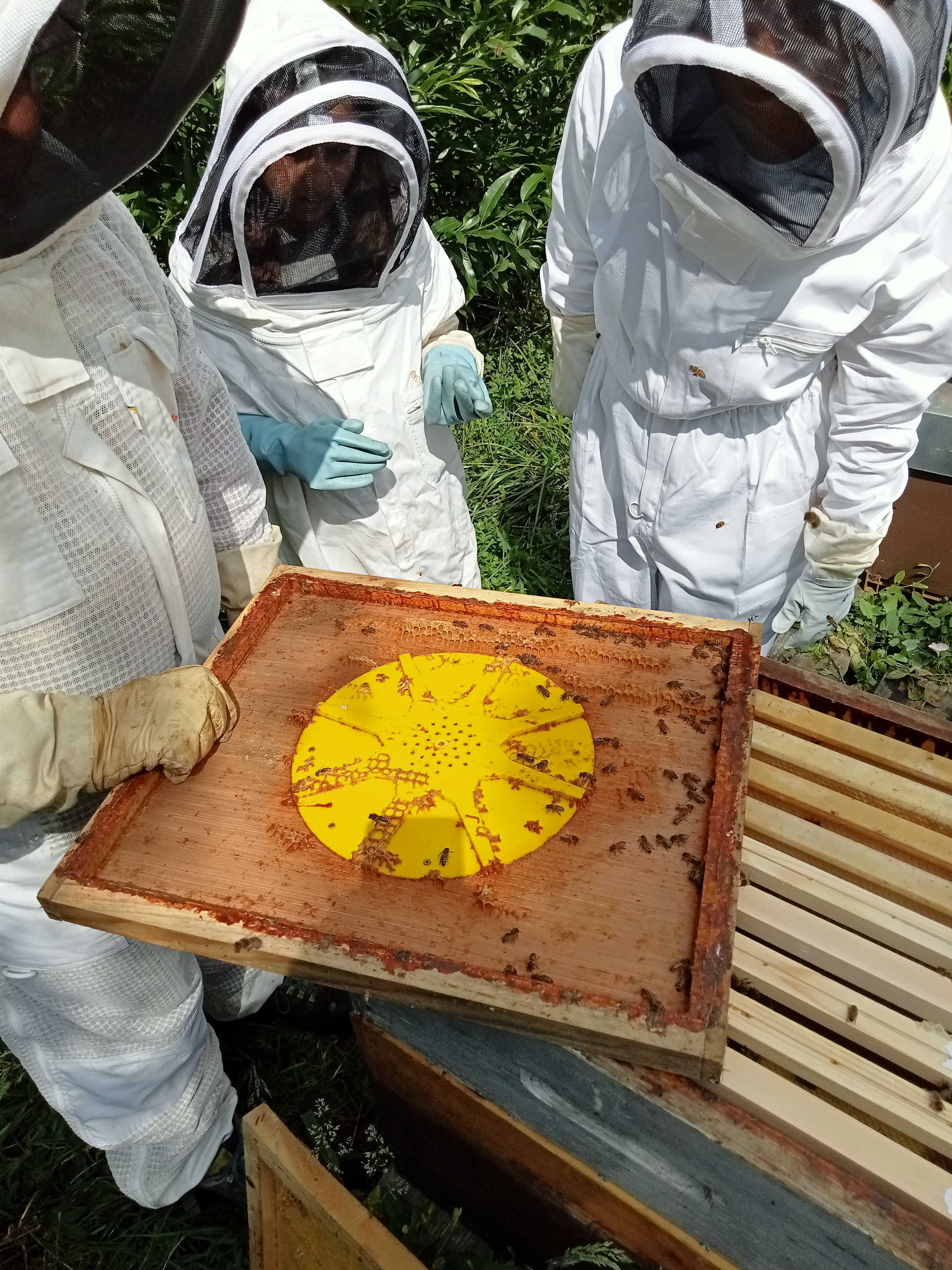 Visite de ruches et atelier Apiculture