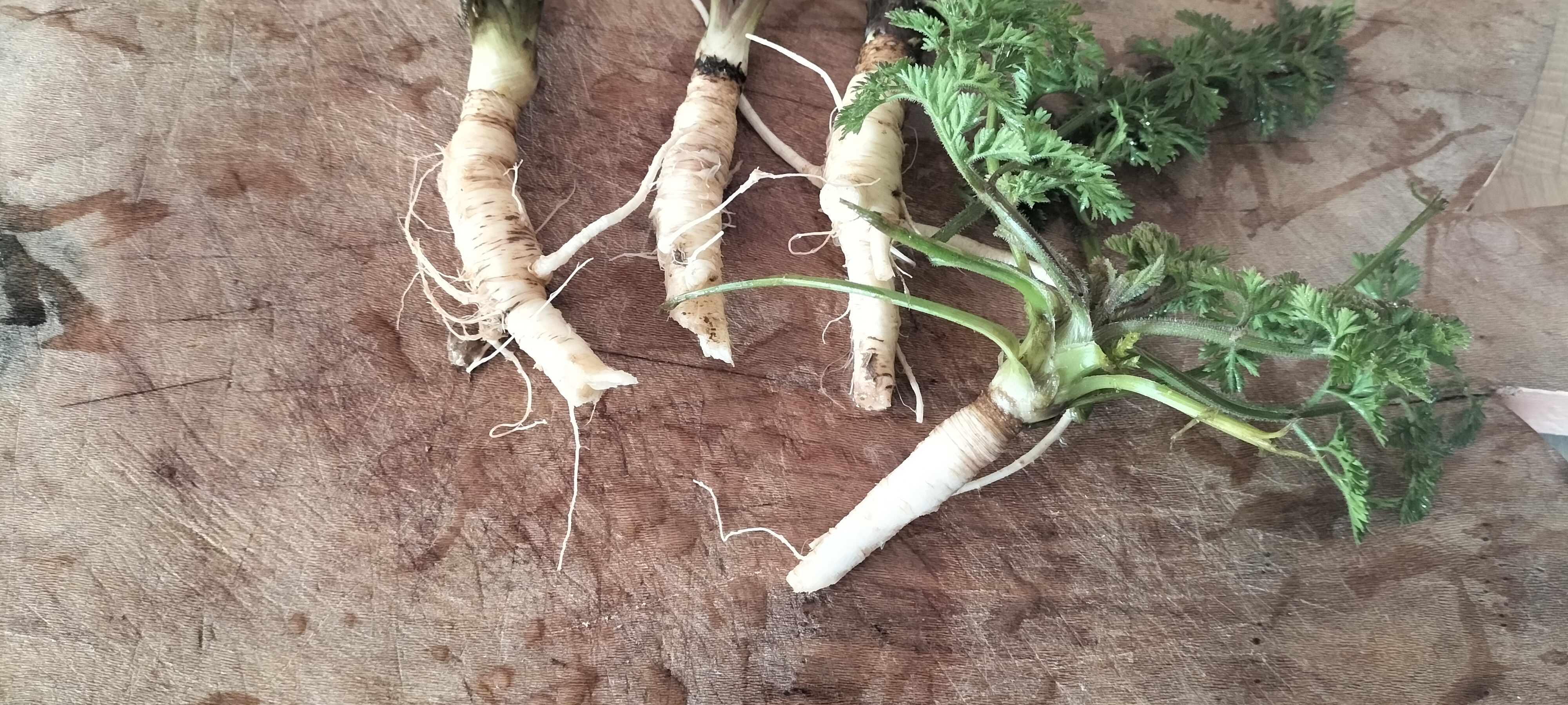 carottes sauvages
