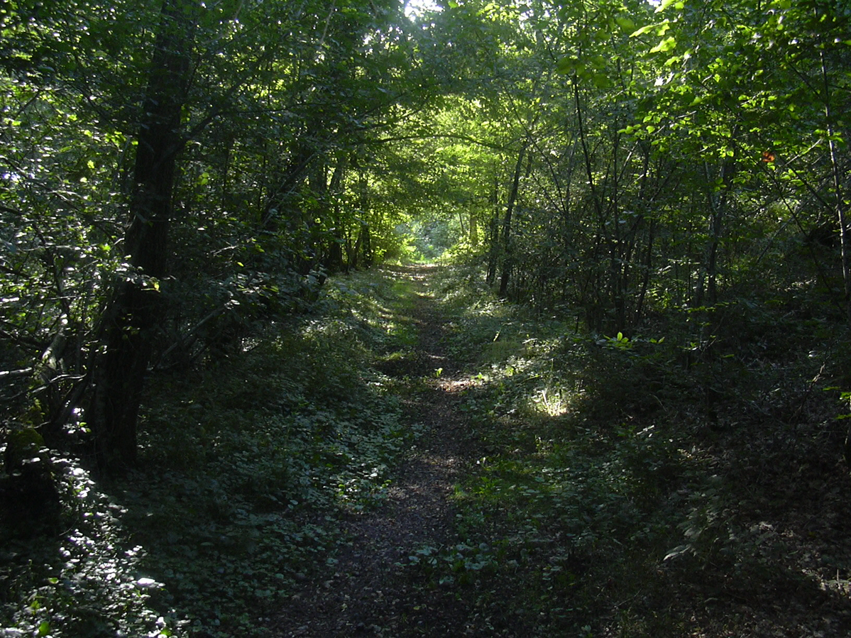 SOUS BOIS