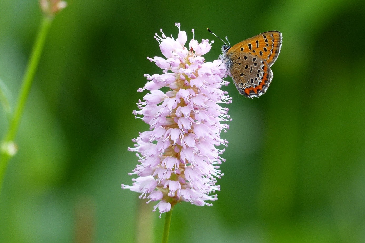 Balade à la découverte des insectes de la réserve