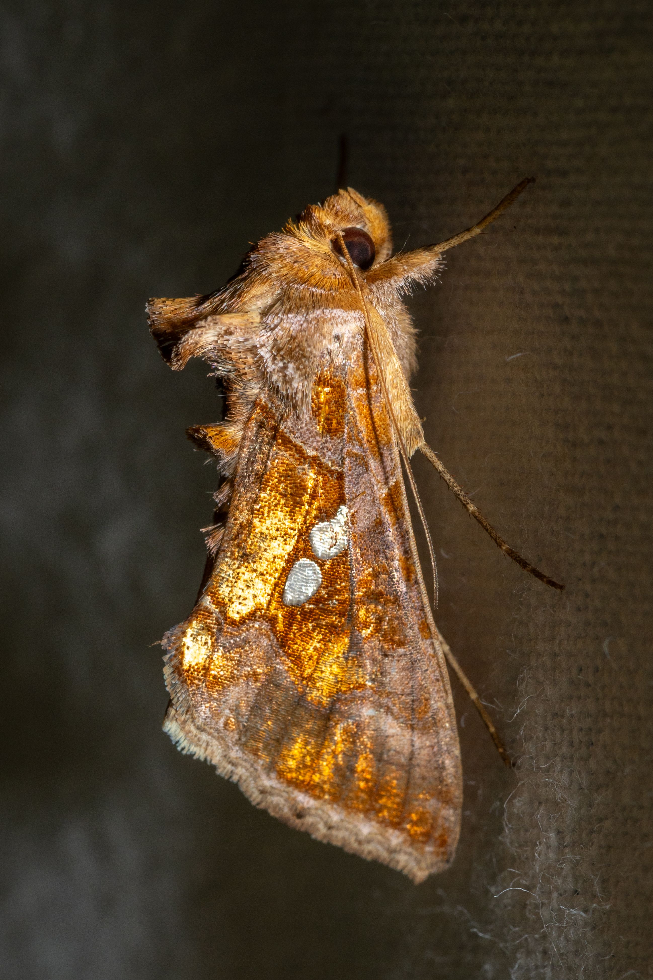 Papillon de nuit