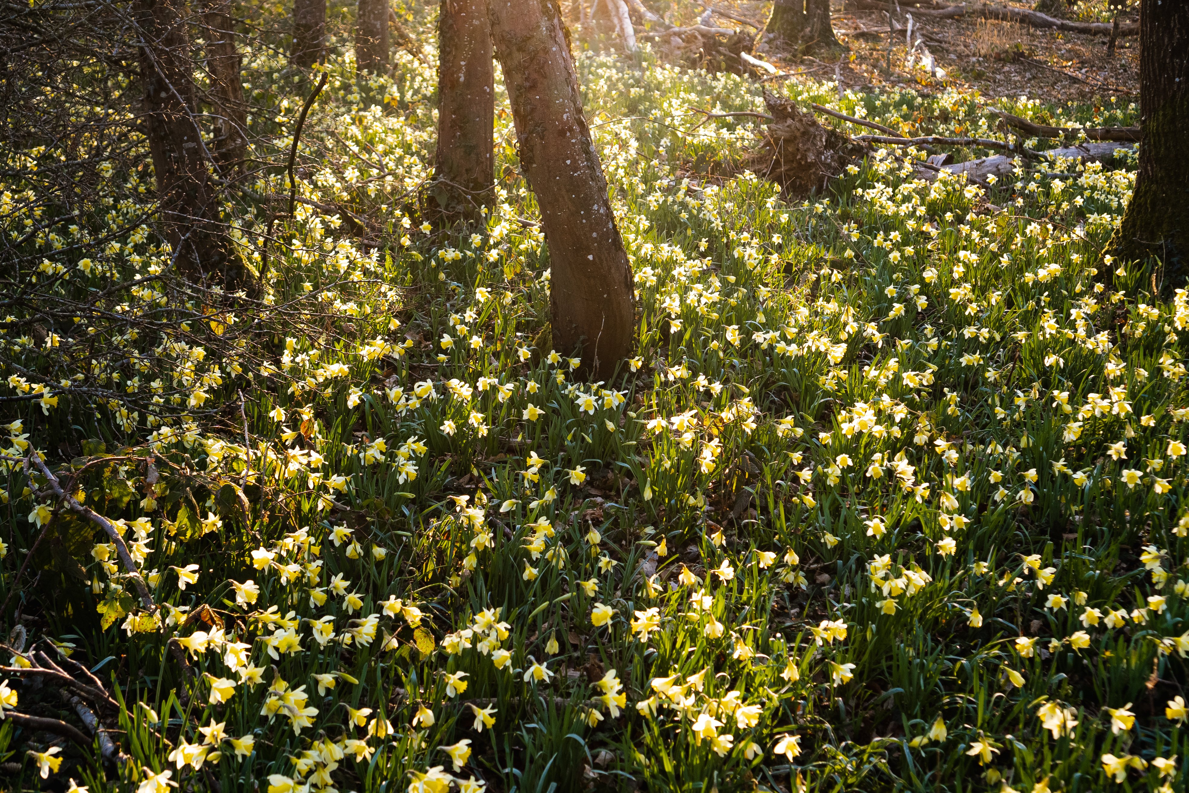 Jonquilles (6)