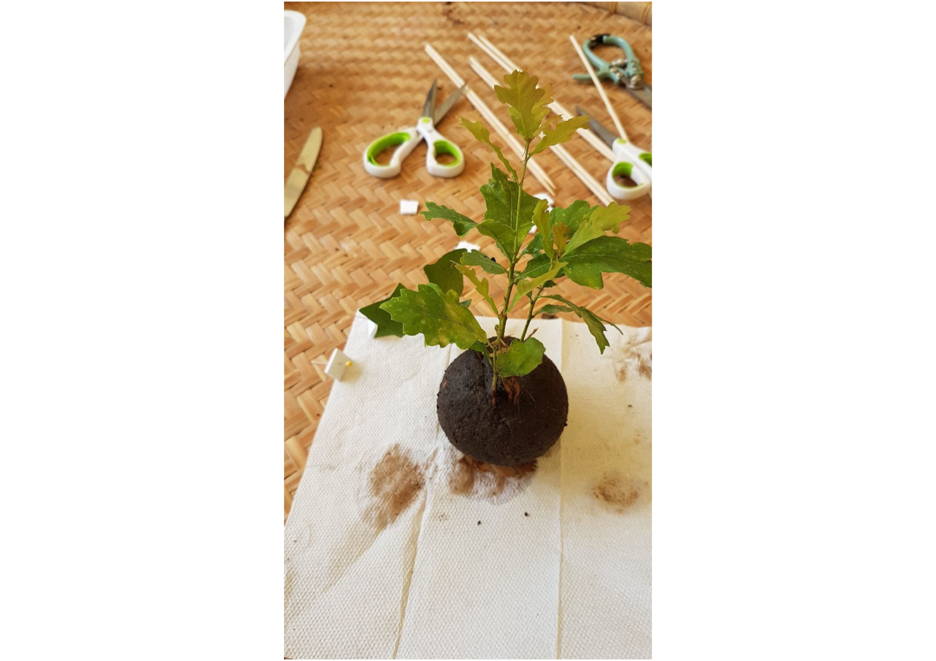 Kokedama