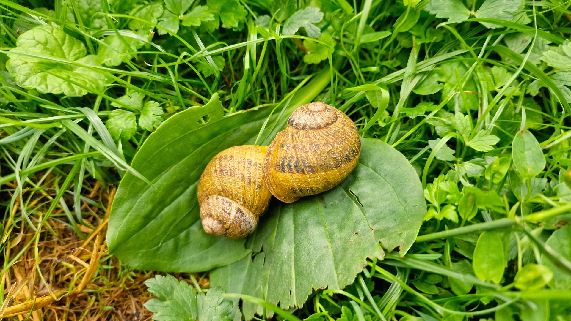 Au cœur de l'héliciculture : visite et parenthèse gourmande
