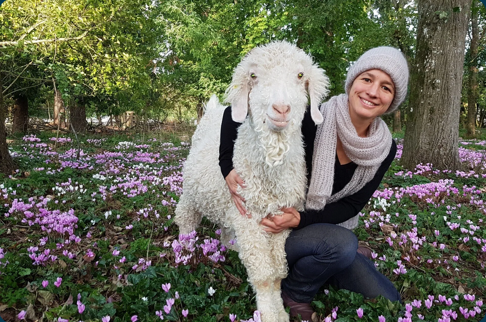 Atelier à la ferme autour des chèvres Angora et de la laine