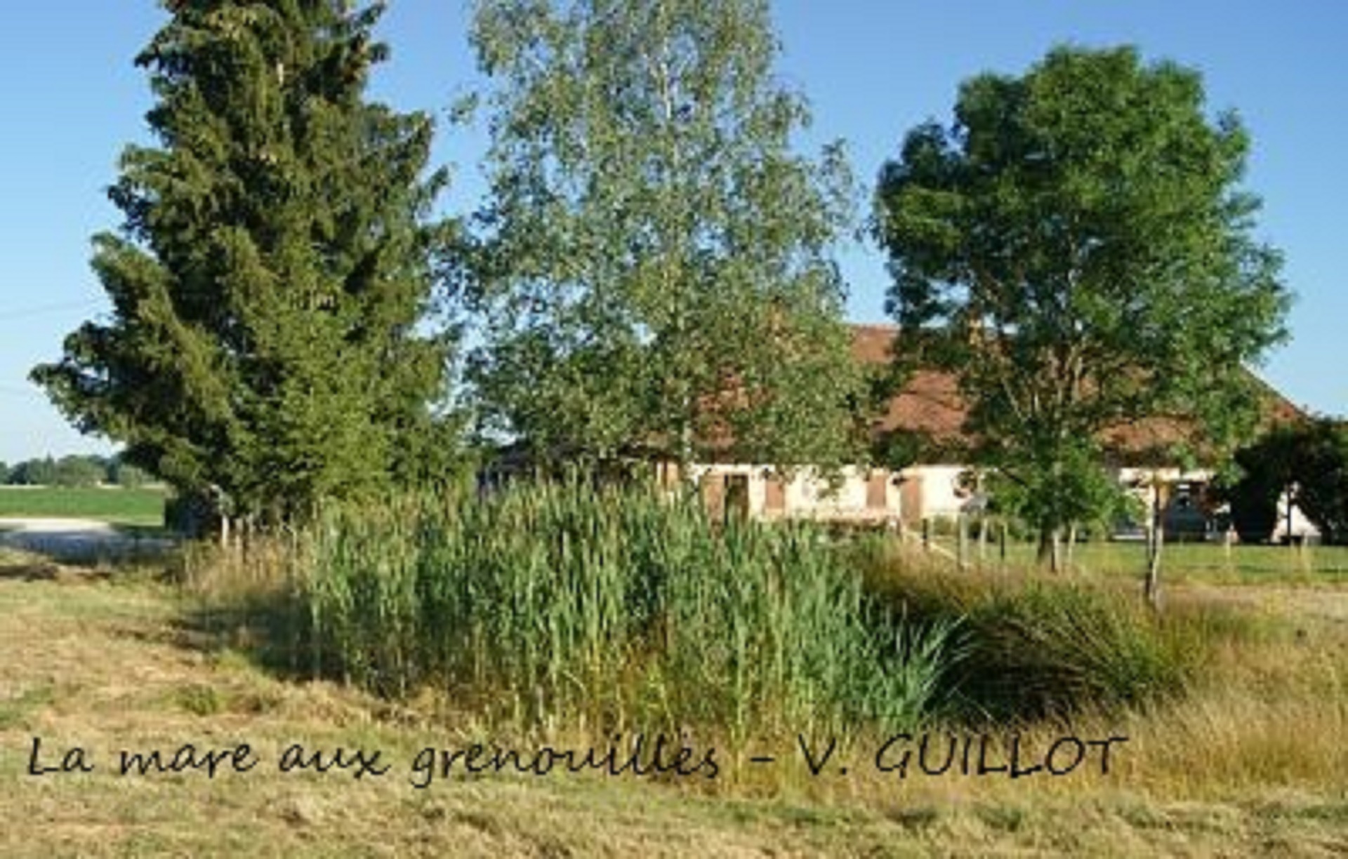 La Mare aux Grenouilles
